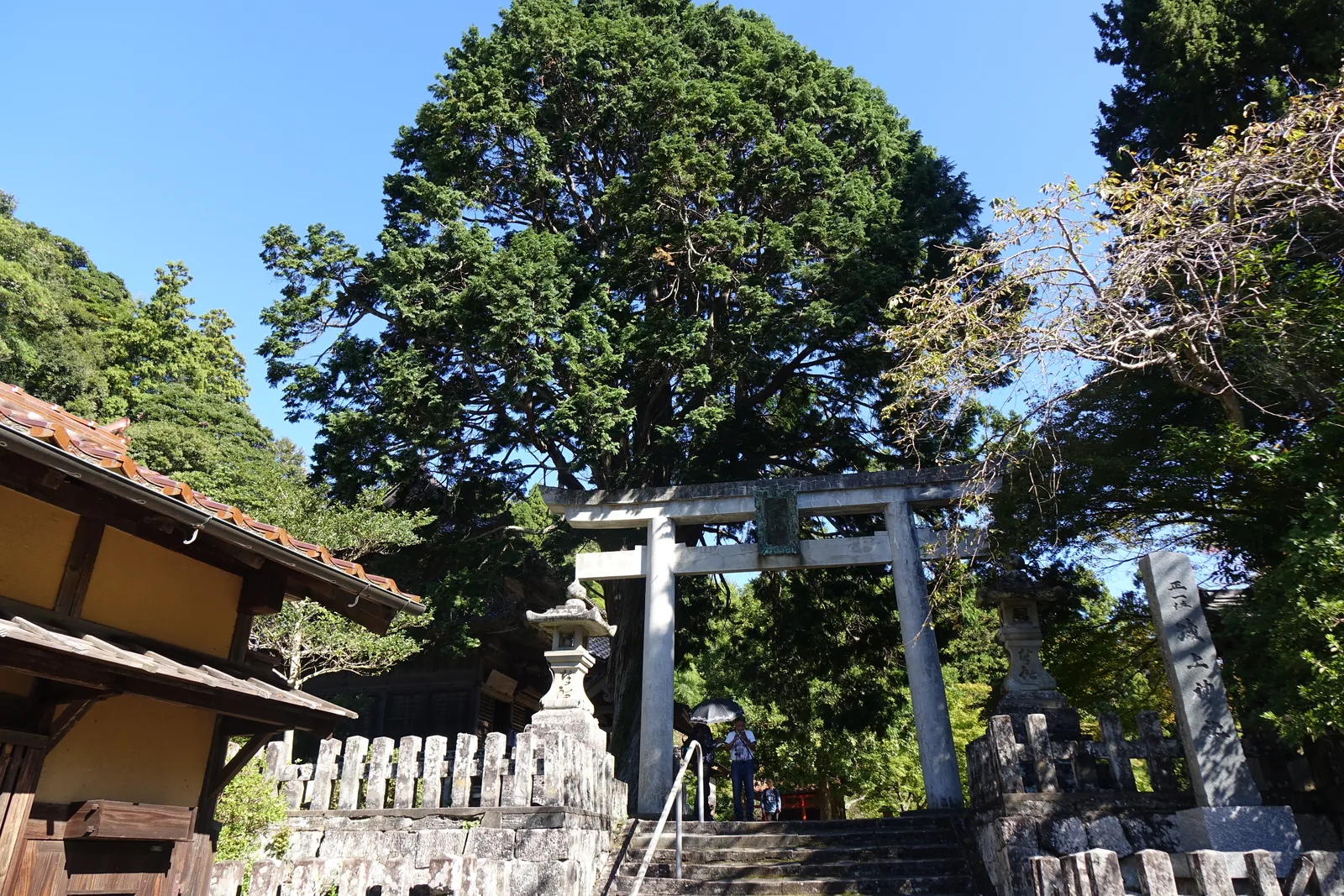 從大森町的路面往上看城上神社的石段、石玉垣、石燈籠與石造明神鳥居，鳥居後是一株填滿天空的常綠喬木