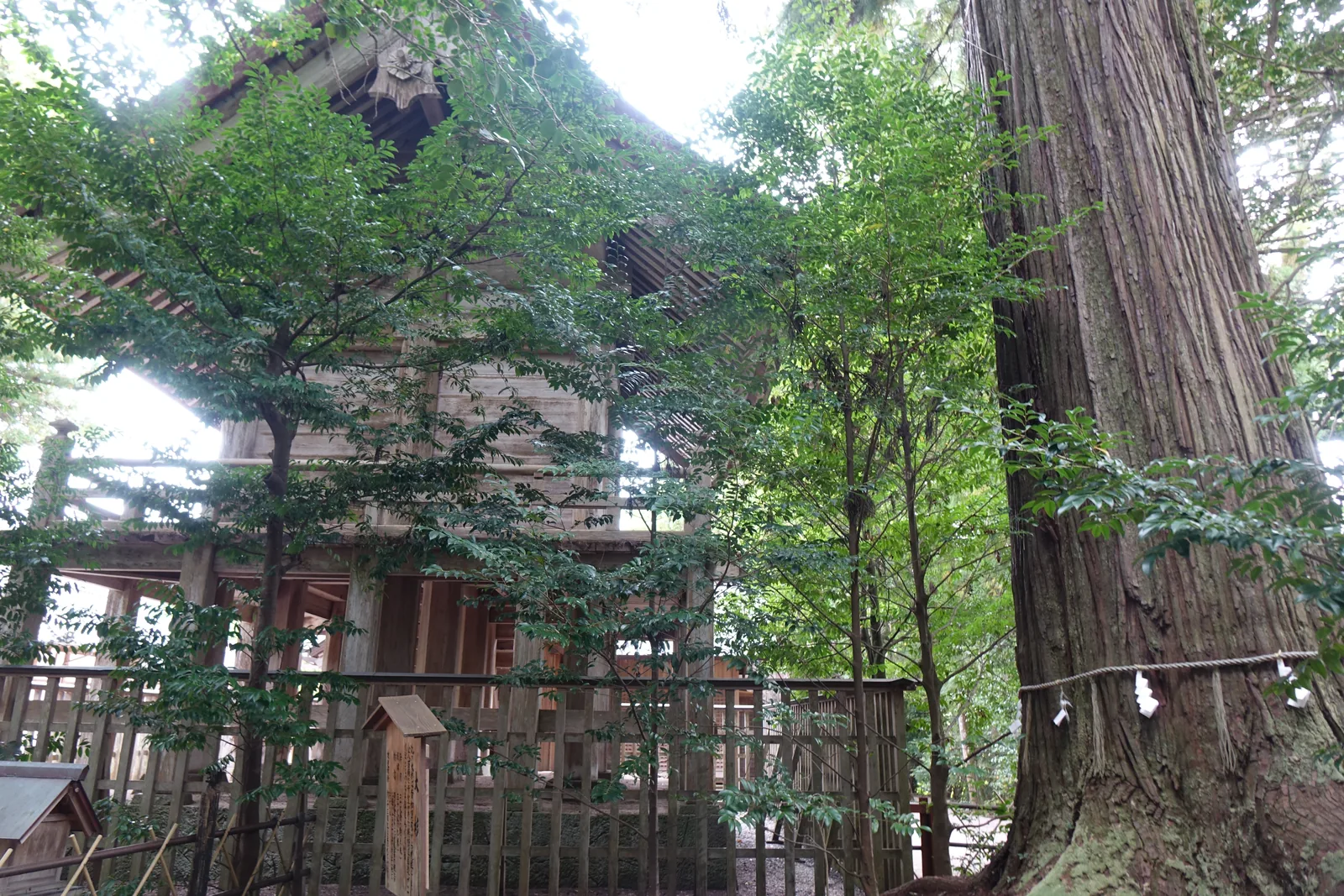 從側面往上看須佐神社的本殿與大杉，兩者距離不到十公尺，杉的樹幹在胸高處繞著注連繩