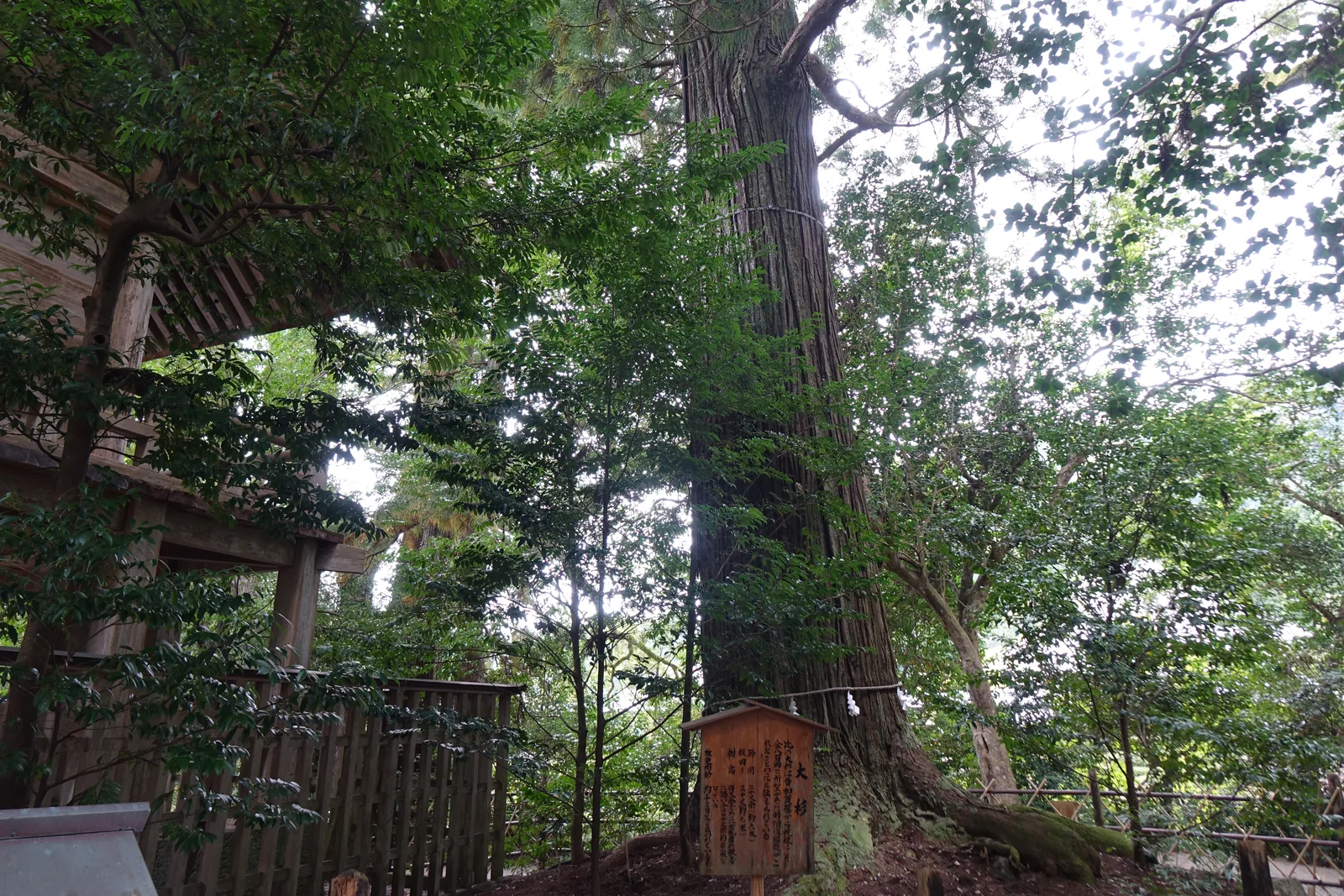 須佐神社大杉的根部與圍著它的木柵，樹皮縱向裂成一條條，根從地面隆起往四周爬
