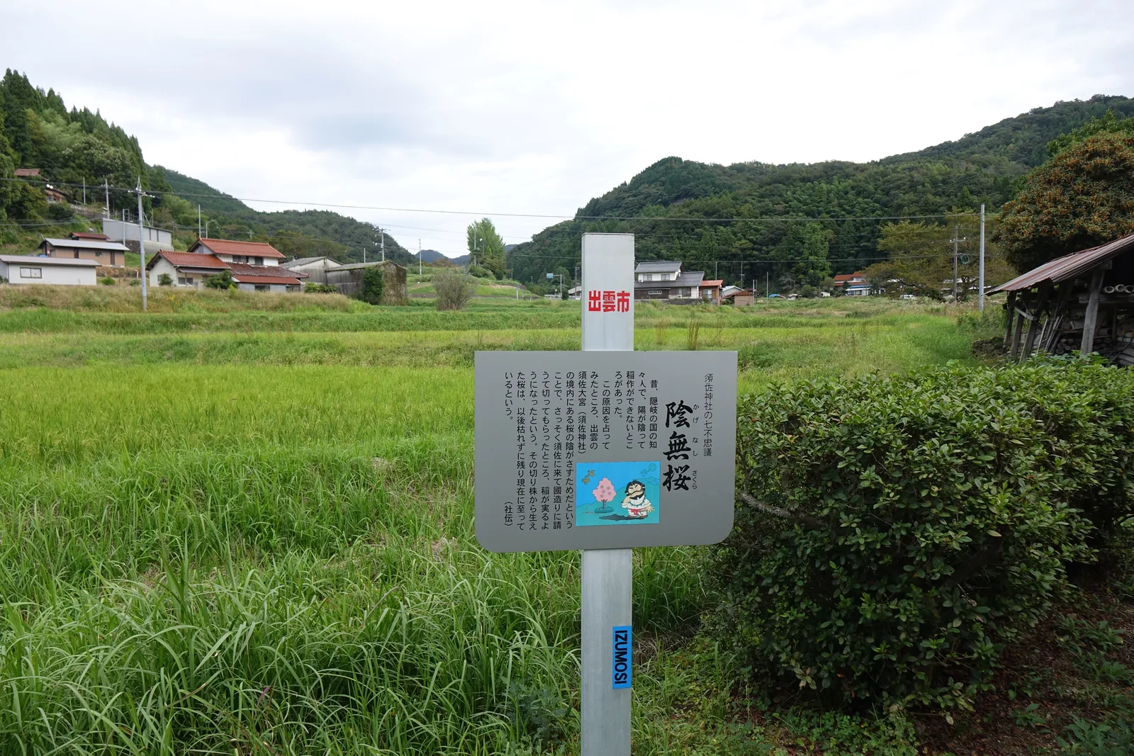 田埂上的「陰無櫻」標柱，柱身寫「出雲市 IZUMOSI」，背景是稻田、集落與圍住盆地的山