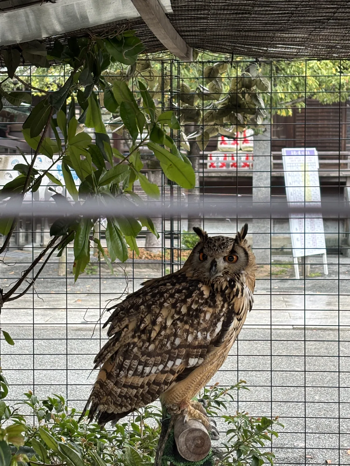 御朱印所前飼養的貓頭鷹，隔著籠子與參拜者對看