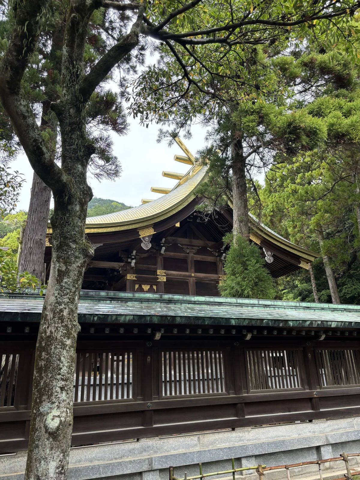 隔著迴廊的銅板屋頂與松枝望向本殿的黃金屋頂
