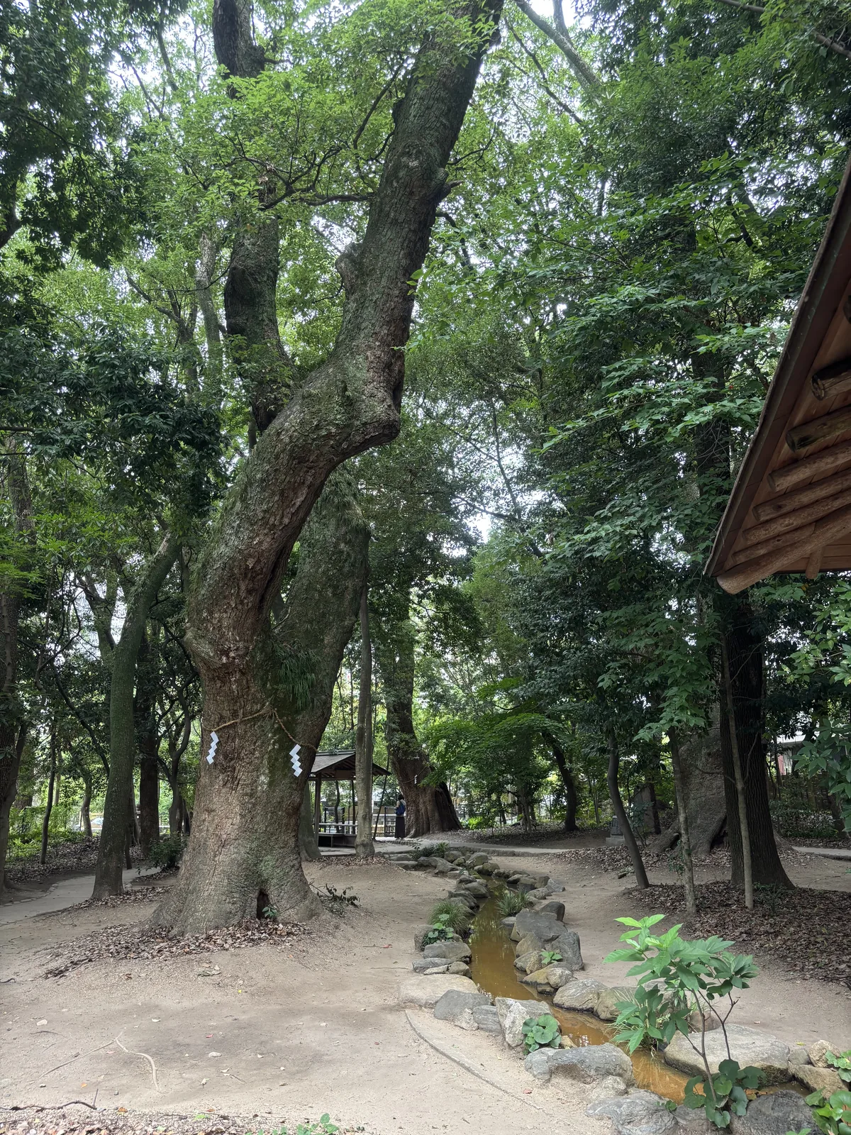 大樟樹的樹幹分岔傾斜，四周是常綠闊葉樹與竹。地面是土，一道以石組引出的細流貼著林床流過。右緣露出木造建物的一角。朱色停在社殿那一線，過了就是這裡。