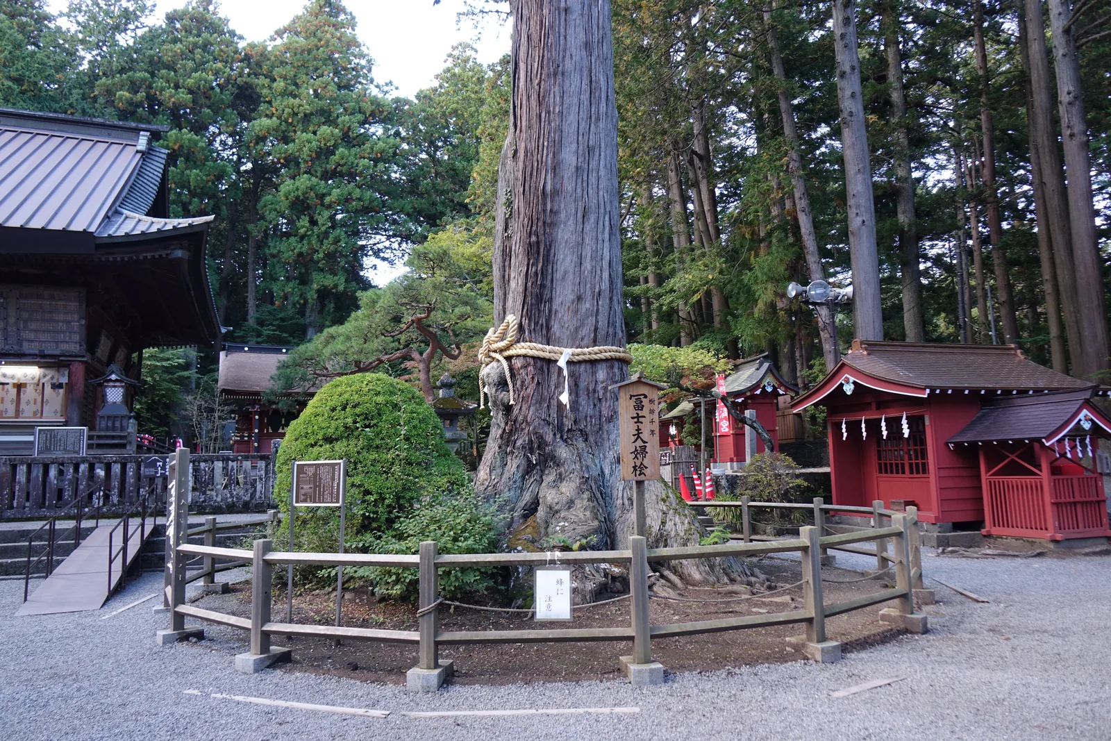 木柵圍起來的一株巨木，樹幹上綁著粗的注連繩（しめなわ shimenawa，標示神域的稻草繩）並垂下紙垂（しで shide，摺成階梯狀的白紙），旁邊立一塊木牌題「冨士夫婦檜」，牌上另註樹齡千年。柵欄上掛著一張手寫的小紙：「蜂に注意」。左後方是幣拜殿的側面，右後方是朱塗的東宮一帶。
