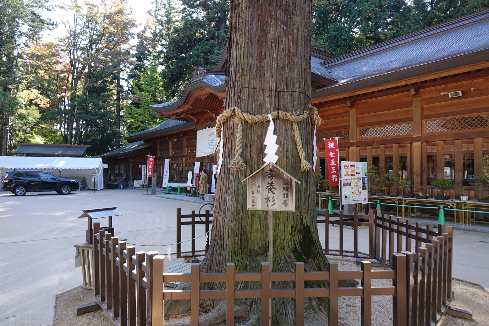 木柵圍住的一株大杉，樹幹上綁著注連繩、垂下紙垂（しで shide，摺成階梯狀的白紙），掛著一塊木牌題「孝養杉」。樹齡推定五百年以上。左後方是拜殿的側面與掛在簷下的「祝 七五三詣」紅幟，柵欄前另立一塊解說的小牌。