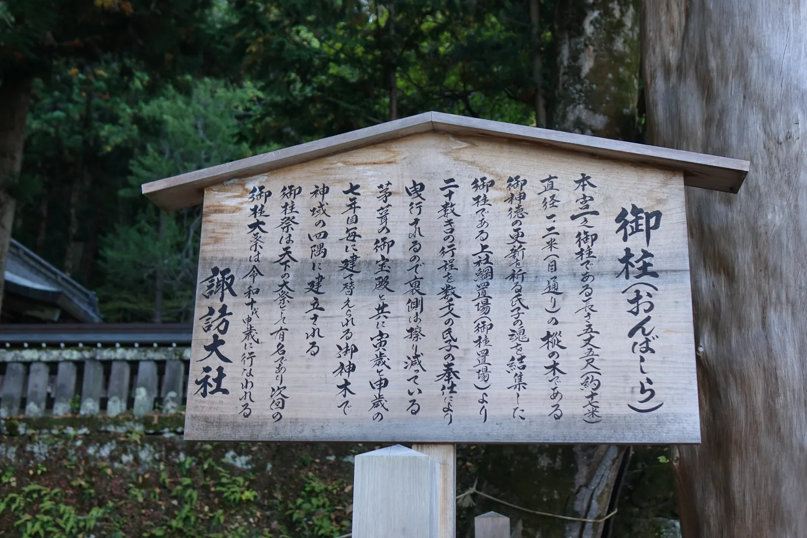 神社署名的杉木立牌，寫著本宮一之御柱是長五丈五尺（約十七公尺）、目通り直徑一點二公尺的樅木，從上社綱置場曳行二十幾公里而來，「裏側は擦り減っている」——貼地那一面已經磨損。末尾寫下一次的御柱大祭在令和十戊申歲。