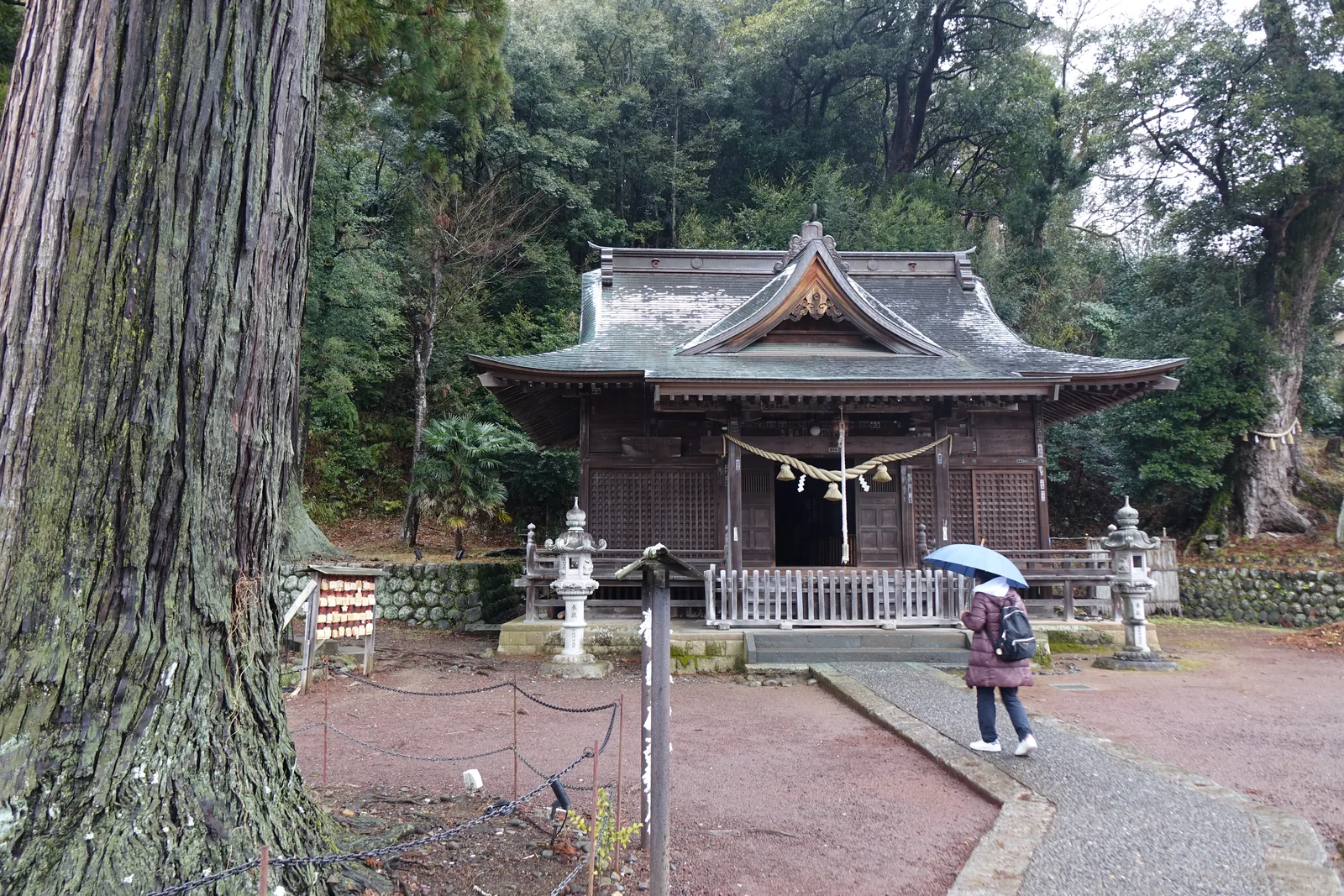 日枝神社拜殿，左前方一株巨杉