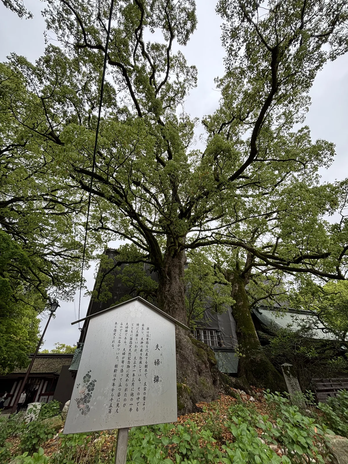 本殿西側的夫婦樟，兩株老楠木相依而生