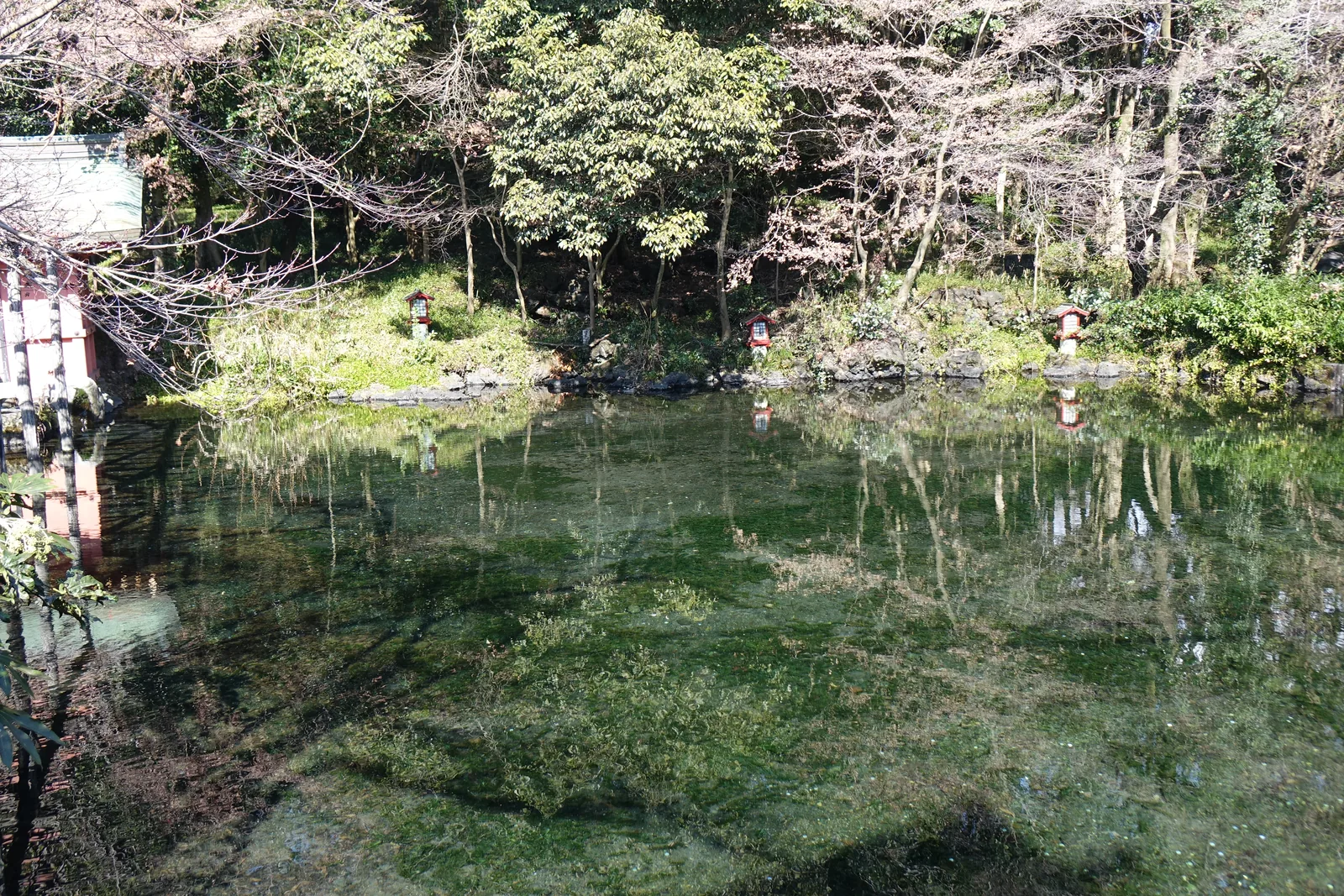 整片水面。水清到看得見池底的熔岩塊與成片的綠色水草，岸邊砌著自然石，背後是常綠的樹叢與尚未開花的櫻。這口池每秒湧出兩點四立方公尺的水，水溫一年到頭十三度。