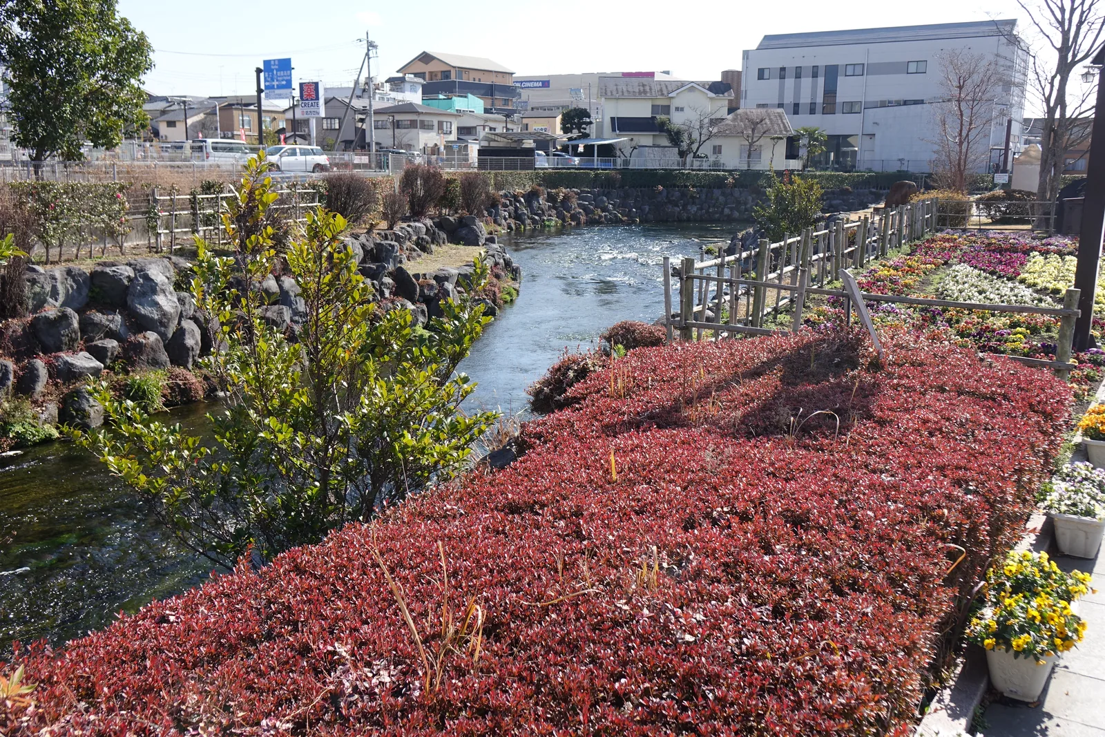 一條砌石護岸的川從畫面深處流過來，水面寬而淺，看得見水底的石與水草，兩側是市街的屋頂與電線。右岸種著一整排修剪過的紅葉灌木。這條川的水就是從湧玉池流出來的。