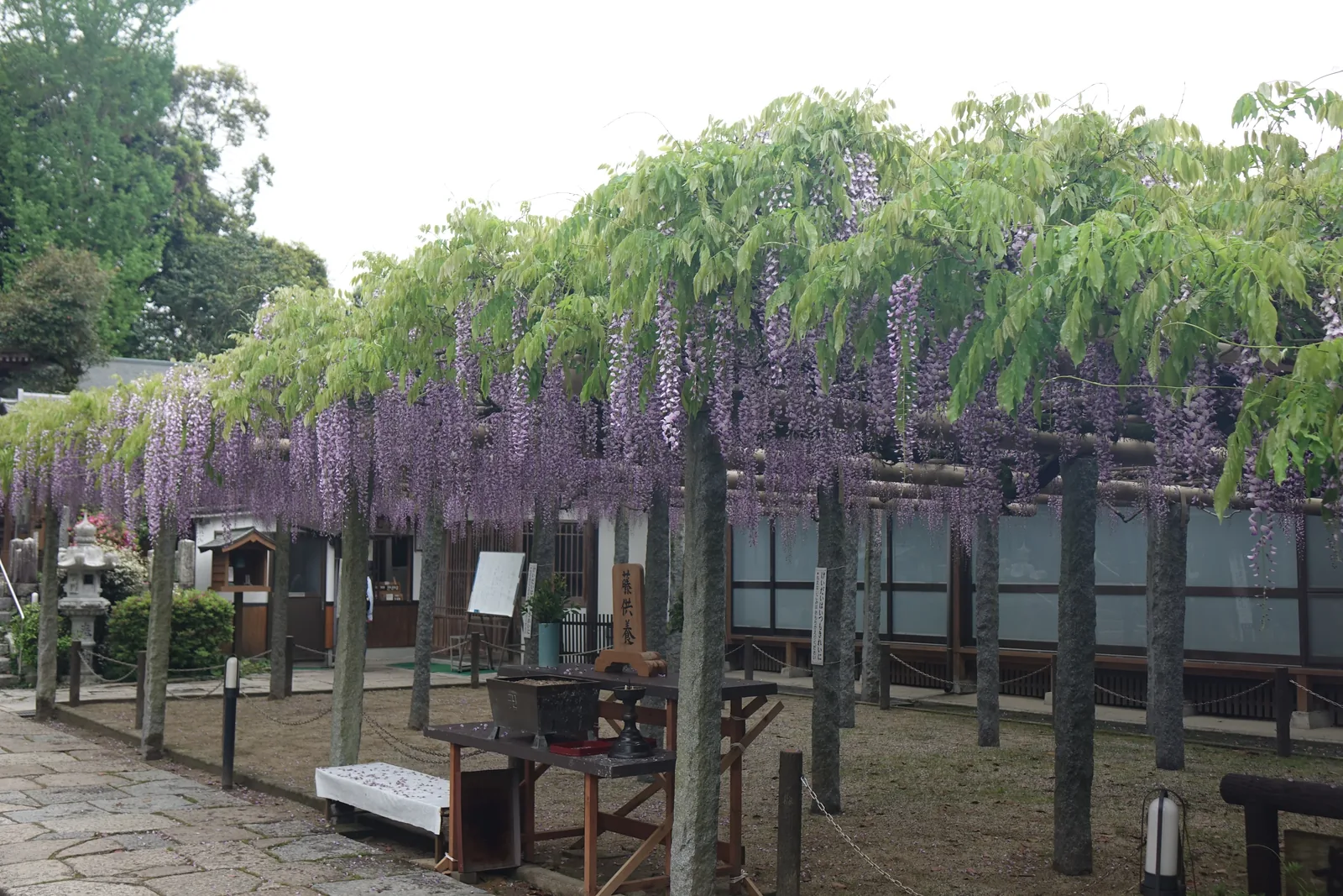 藤棚全景，石柱一排立在砂地上
