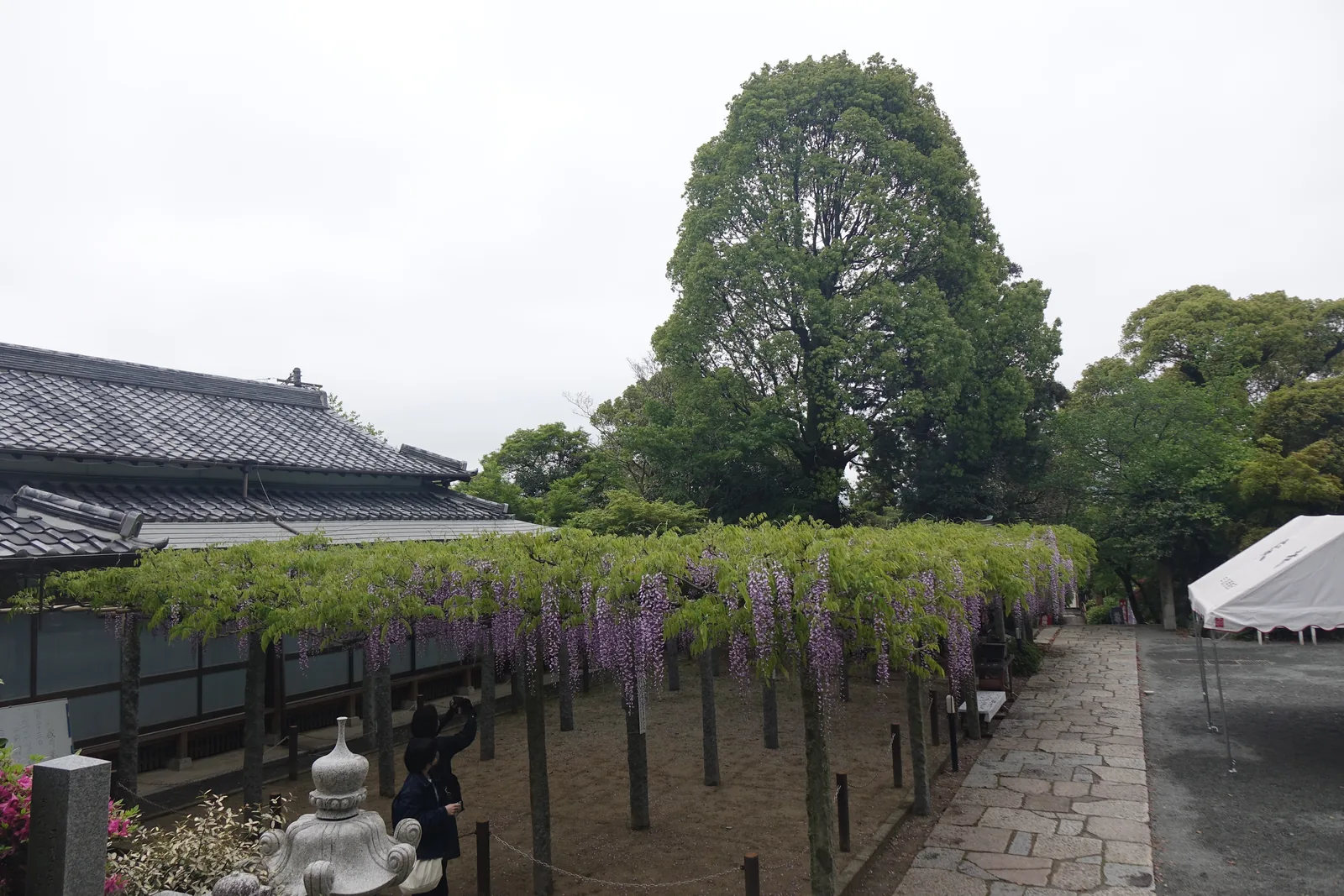 藤棚俯瞰，石板參道與法會用的白帳篷