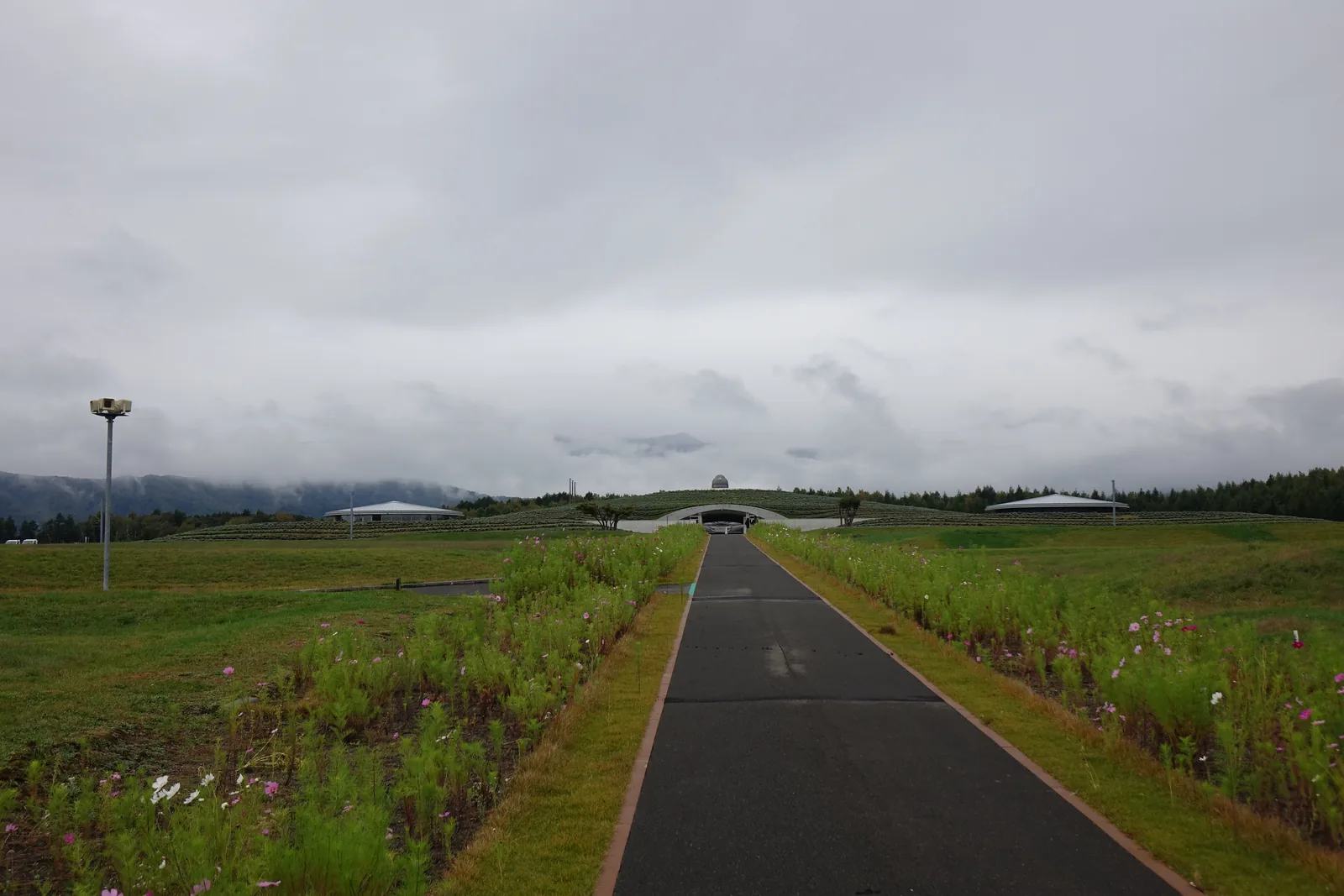 真駒內瀧野靈園裡的柏油園路，兩側是草地與野花，遠處是覆著薰衣草的丘與頭大佛殿的量體