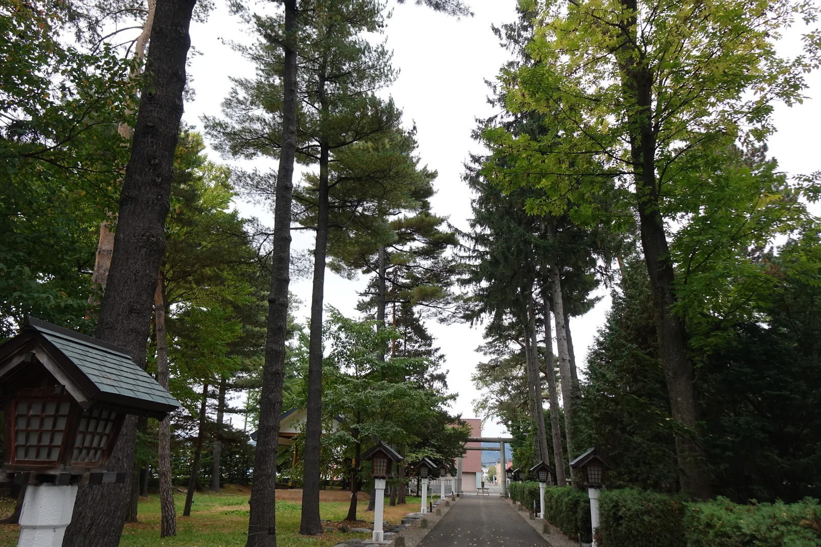 富良野神社參道中段，兩側是高大筆直的針葉樹，木造燈籠沿路列成兩行，天空被切成一條窄帶