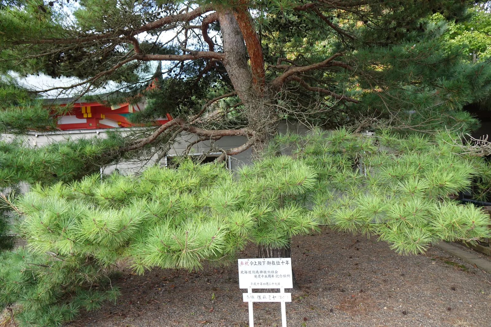 樽前山神社境內松樹前的白色記念植樹立牌，寫著「北海道別表神社六社会　発足十五周年記念植樹」與奉納者姓名