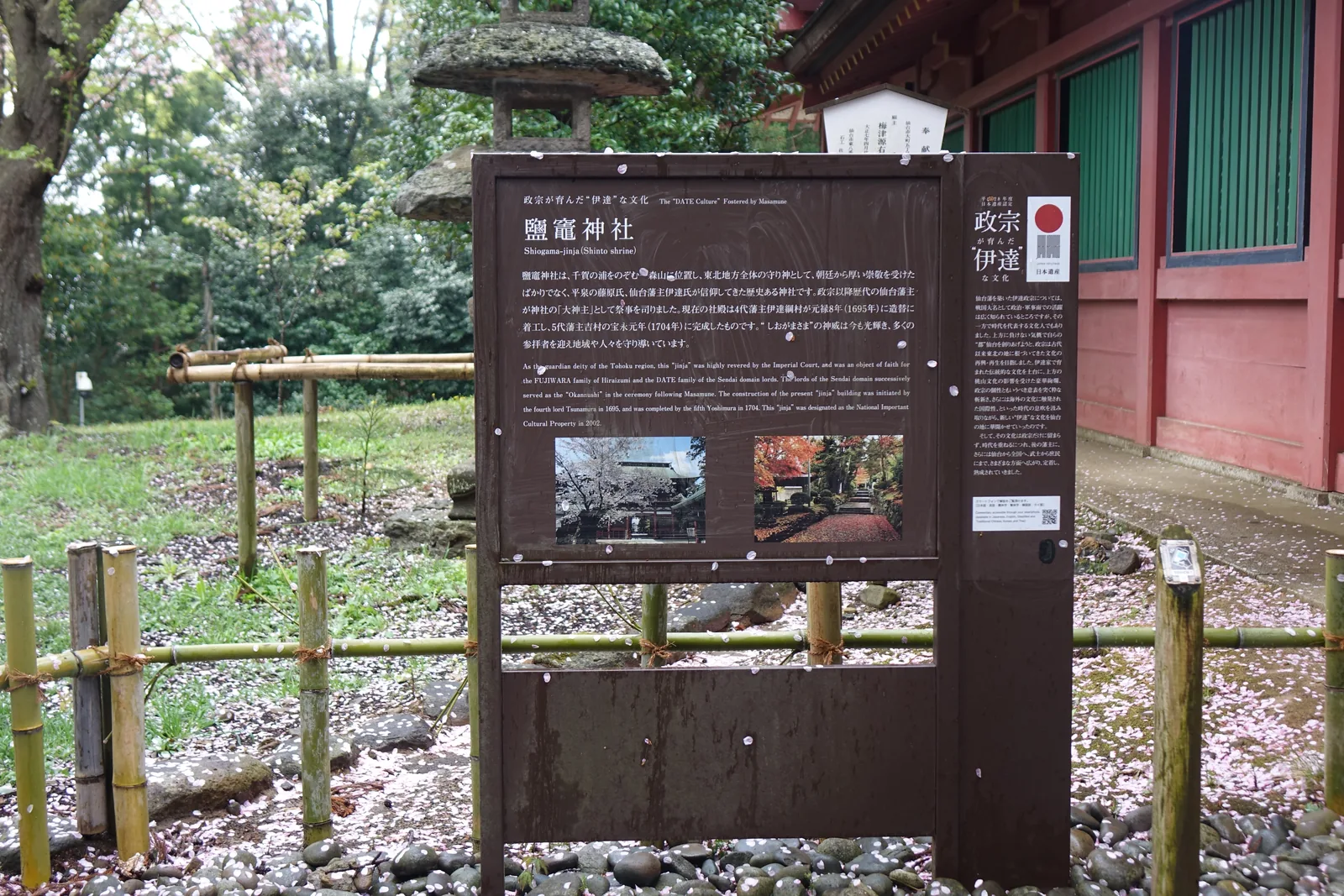 深褐色的解說板立在竹籬之後，標題「政宗が育んだ"伊達"な文化」，主文寫鹽竈神社位於俯瞰千賀の浦的一森山，現在的社殿由四代藩主伊達綱村於元祿八年（1695）起造、五代吉村於寶永元年（1704）完成。板上落著櫻的花瓣。右後方是朱色與綠色的社殿。