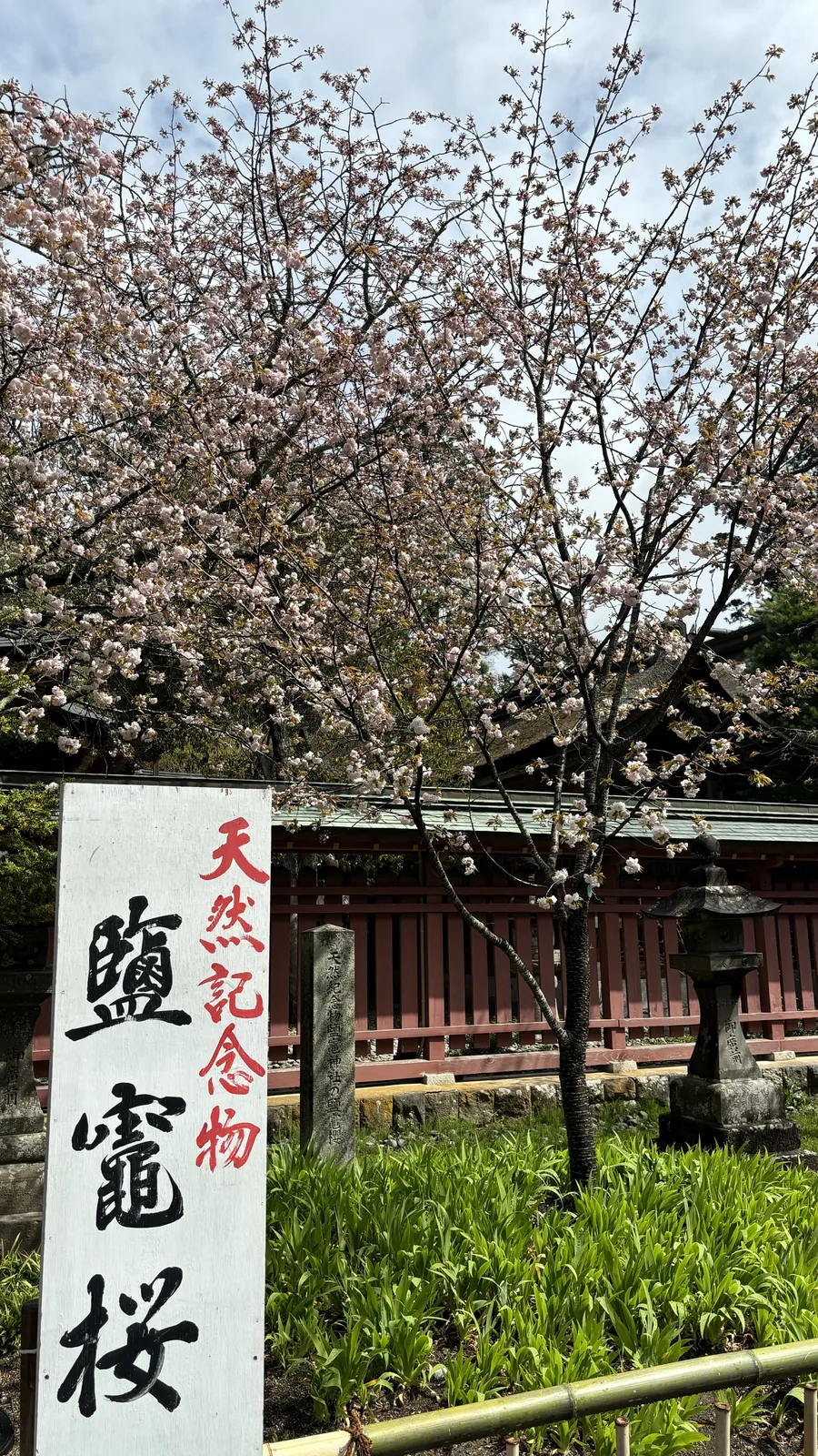白木的立牌立在前景，紅字寫「天然記念物」、黑字寫「鹽竈櫻」。牌後那株櫻只開了一半，淡粉色的花散在細枝上。再後方是朱色的瑞垣與一基石燈籠，地面是成叢的綠葉。