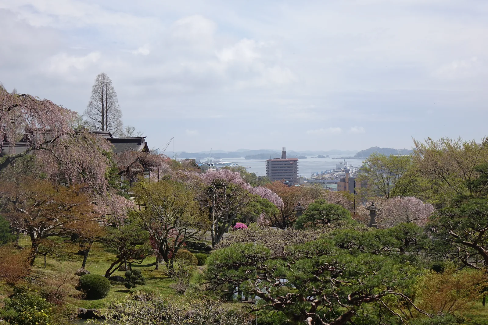 從境內的庭園往東北看。前景是修剪過的松與盛開的櫻，中景是鹽竈的市街與一棟高樓，再過去是灰藍色的海面與幾座低平的島影。天空多雲。