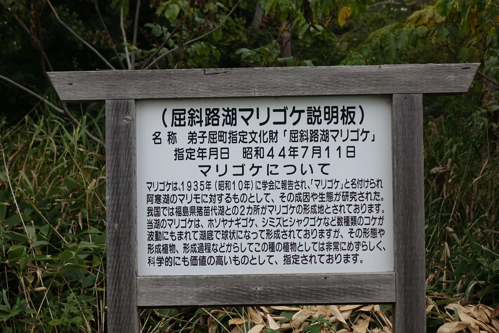 湖岸邊的木框說明板「屈斜路湖マリゴケ説明板」，記載弟子屈町指定文化財「屈斜路湖マリゴケ」的指定年月日與マリゴケ的形成過程