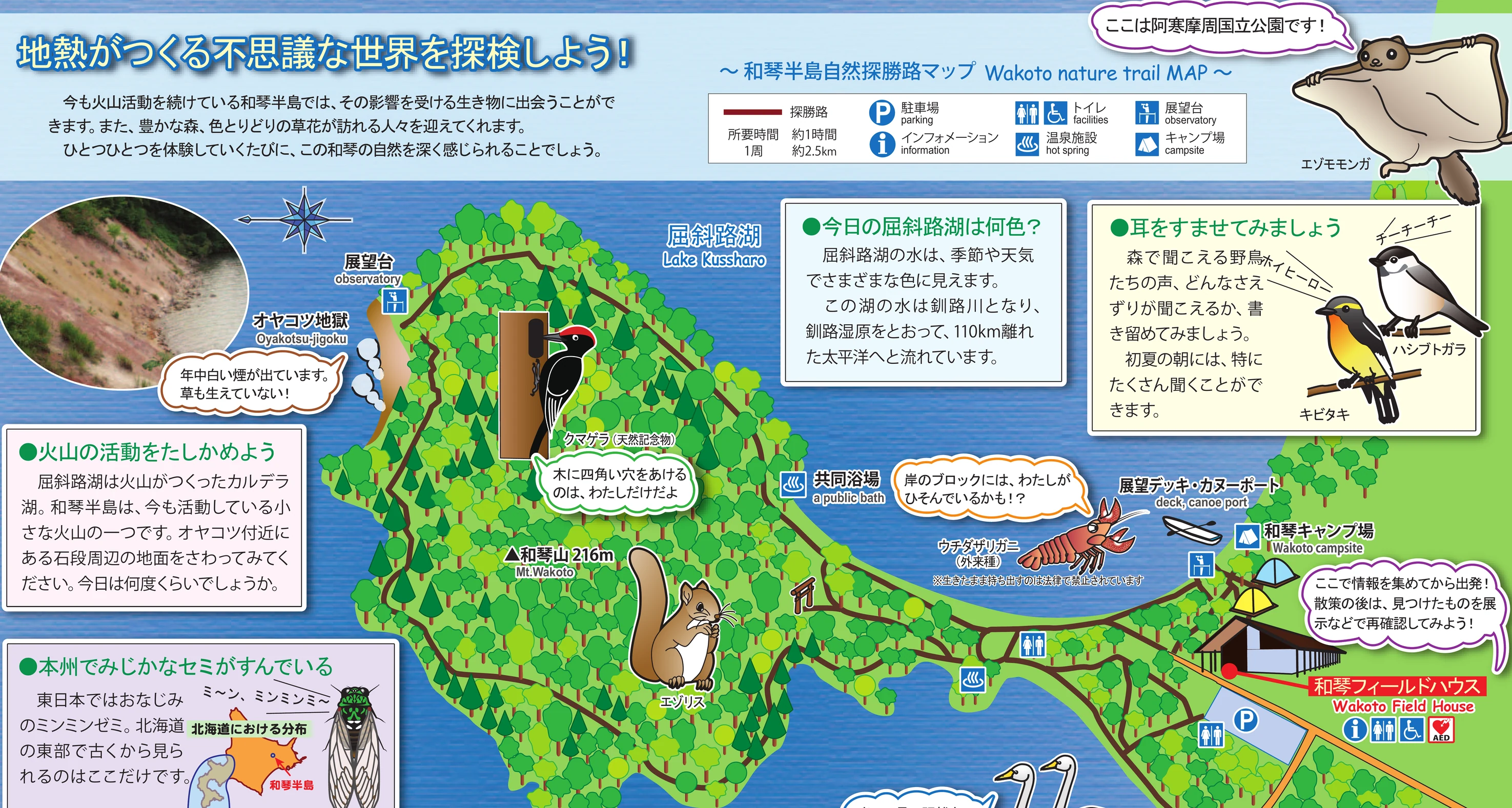 和琴半島自然探勝路マップ：屈斜路湖與和琴半島的手繪地圖，畫出半島一周的探勝路、和琴山、オヤコツ地獄與展望台、共同浴場、和琴フィールドハウス、和琴キャンプ場與和琴湖畔キャンプ場，並附探勝路的所要時間與距離