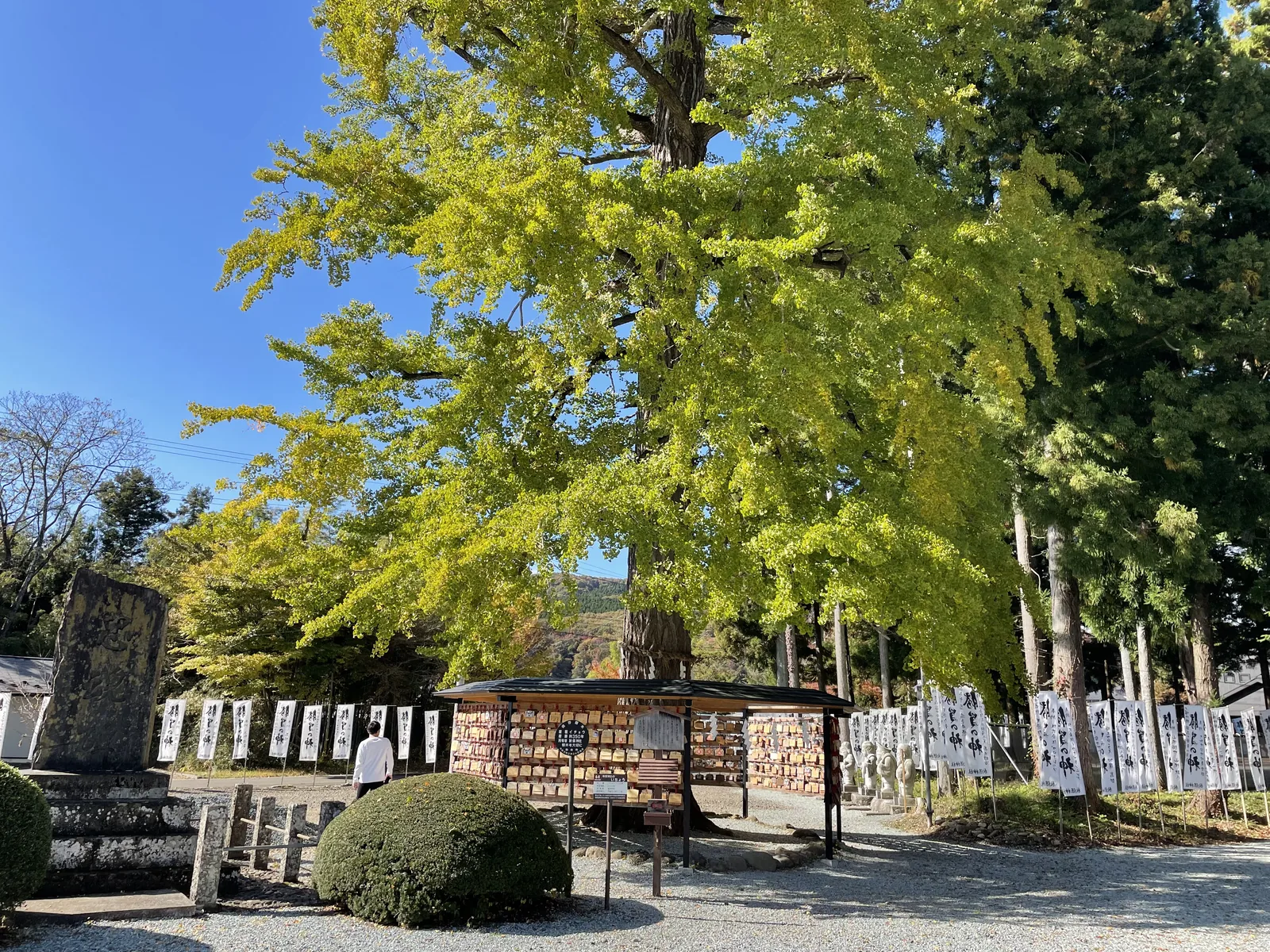 十一月初葉子黃到最盛，樹冠幾乎蓋住整片繪馬掛與奉納幟。神社自己稱它「子育て若乳銀杏」——老銀杏會從枝上垂下乳狀的氣根。