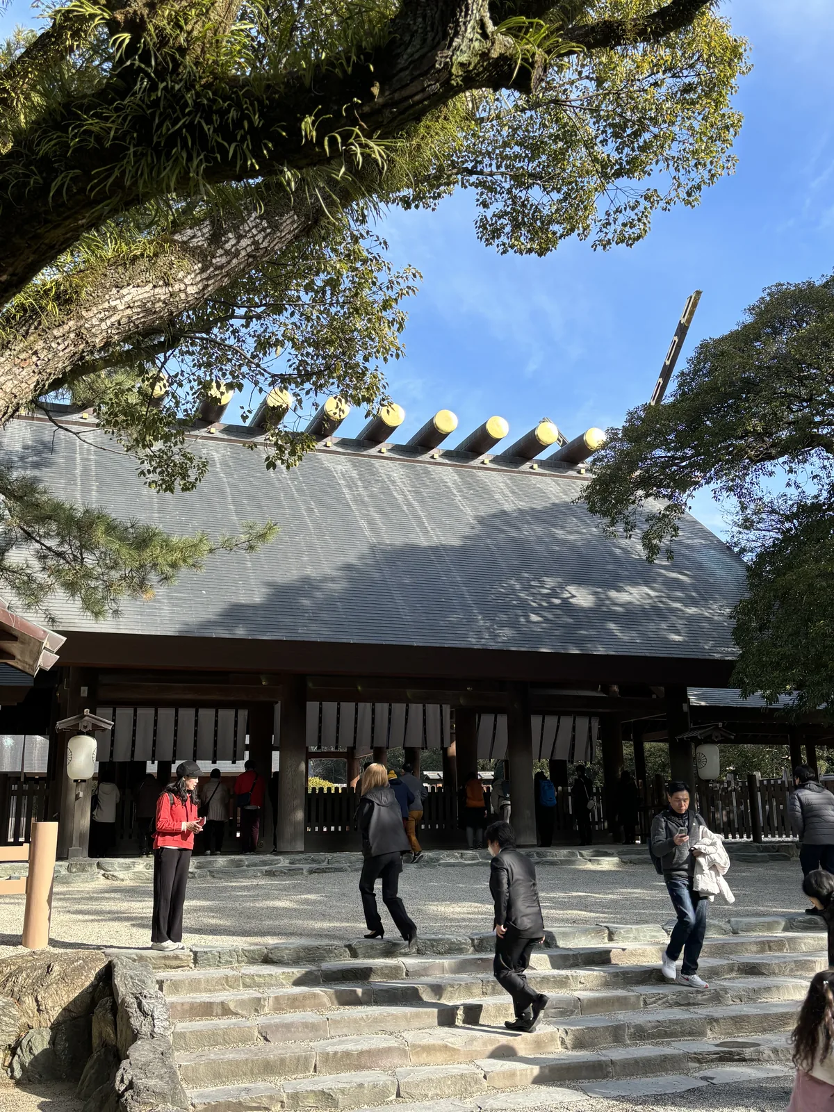 仰角。一株老楠的枝幹斜過畫面上半，樹皮上長著蕨類；樹縫之間露出社殿深灰色的屋面與一排金色的鰹木，下方是參道與往前走的人。天空是冬天的藍。