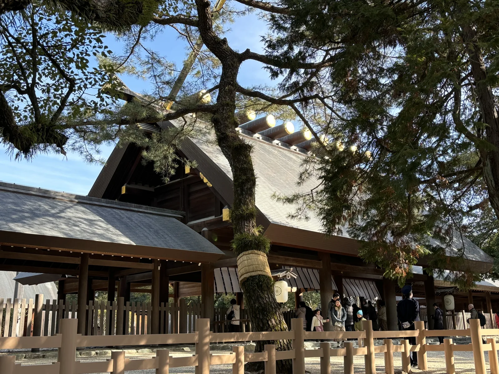 本宮前的廣場。一株巨大的楠立在畫面中央，樹幹上纏著一圈注連繩（しめなわ shimenawa，標示神域的稻草繩）；樹後是深灰色的大屋頂與白布幕，前方橫著木造的瑞垣與一整排參拜的人。