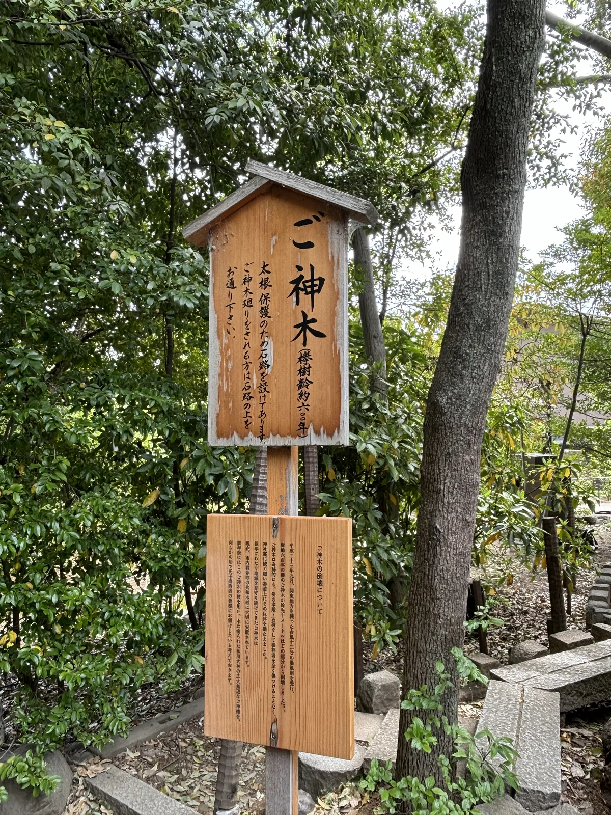 兩塊板上下立在一根木柱上。上面那塊帶小屋頂，直書「ご神木（欅　樹齢約六〇〇年）」，意思是神木、欅樹、樹齡約六百年；旁註為了保護粗根鋪了石道，繞行時請走在石道上。下面那塊題「ご神木の倒壊について」，也就是關於神木的倒塌，記平成二十三年九月颱風十二號把幹前端約十公尺的部分吹斷，而巨體橫在參道上卻沒有傷到本殿、石碑與參拜者。右側是另一棵樹的樹幹與一段石階。