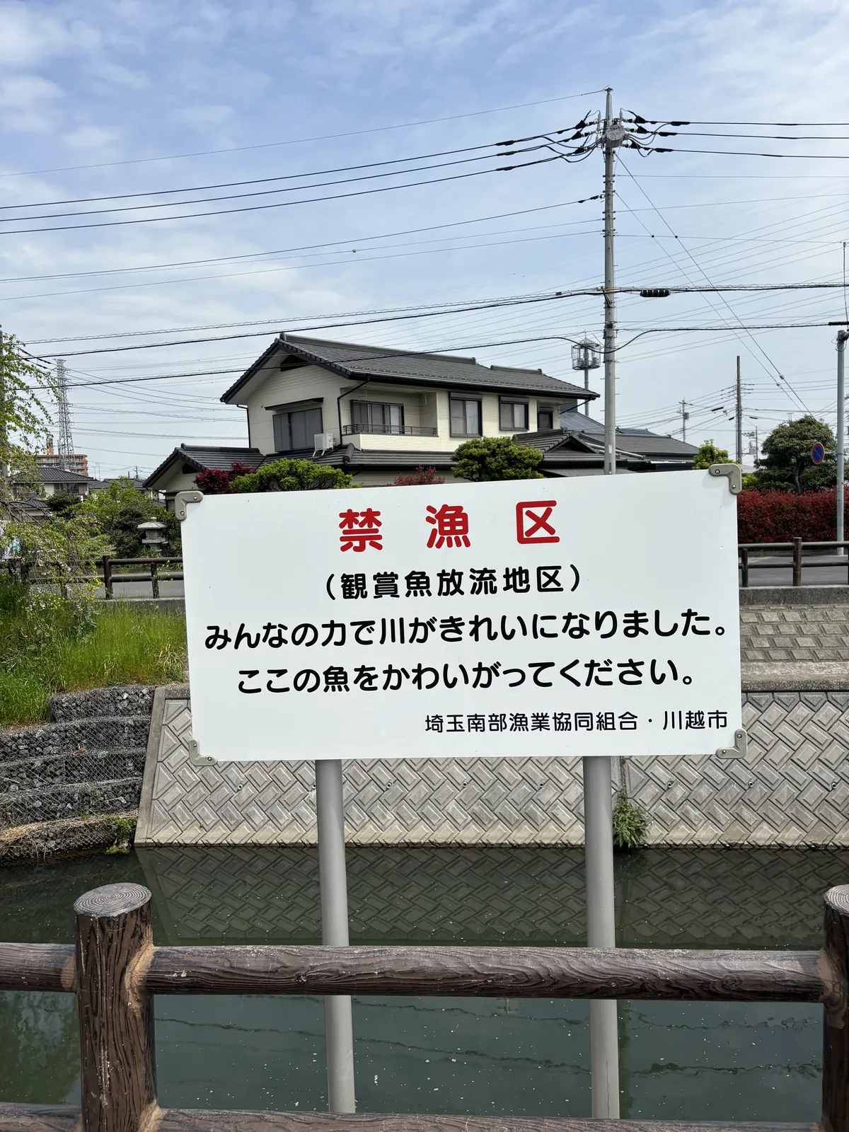 河岸的木柵前立著一面白底紅字的看板，寫「禁漁區（觀賞魚放流地區）」，下方小字說靠大家的力量河才變乾淨了、請疼惜這裡的魚，落款是埼玉縣漁業協同組合與川越市。背後是護岸、民宅與電線桿。