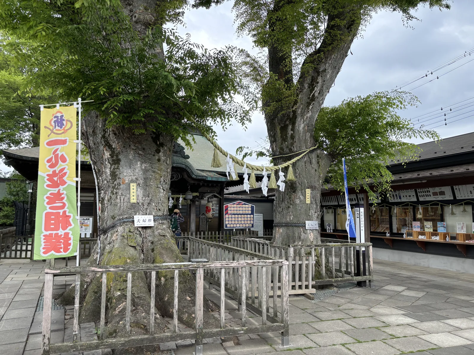 兩根粗大的樹幹從畫面下緣往上分開，樹皮灰褐、縱裂很深，腰上繫著稻草繩。樹根周圍圍著一圈木柵。左側豎著一面橙色的幟旗，右側是社務所的窗口與掛在牆上的木牌。