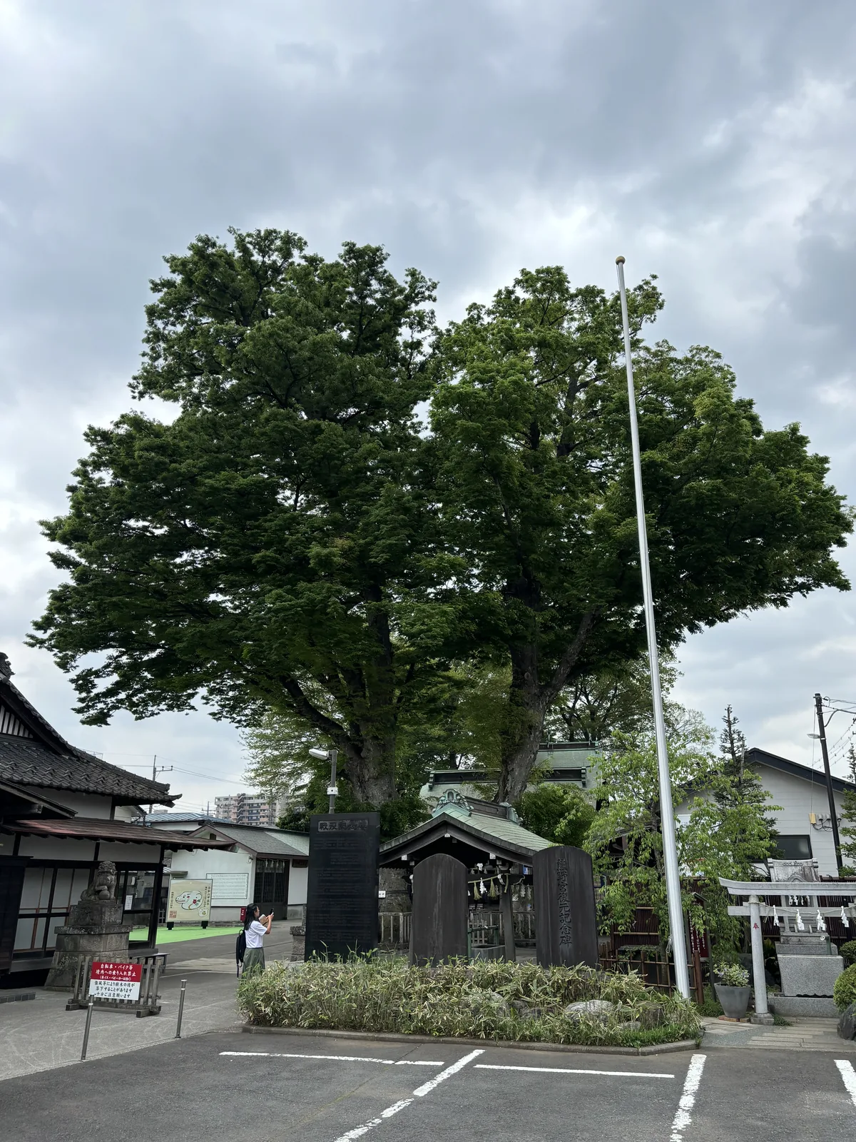 從馬路對面看境內。兩棵櫸樹的樹冠與一根白色旗桿並立，樹下露出社殿的屋簷與一棟小建物。前景是柏油路面與停車格，左側是民宅的瓦頂，右側是電線桿與住宅的外牆。