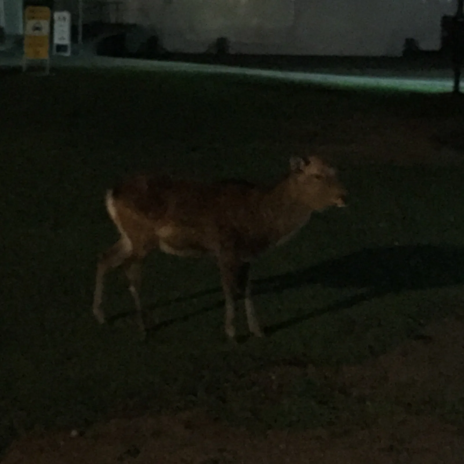 奈良公園草地上的一頭鹿，夜間拍攝，背上的白斑在暗處還看得出來，身後是一片全黑的樹林