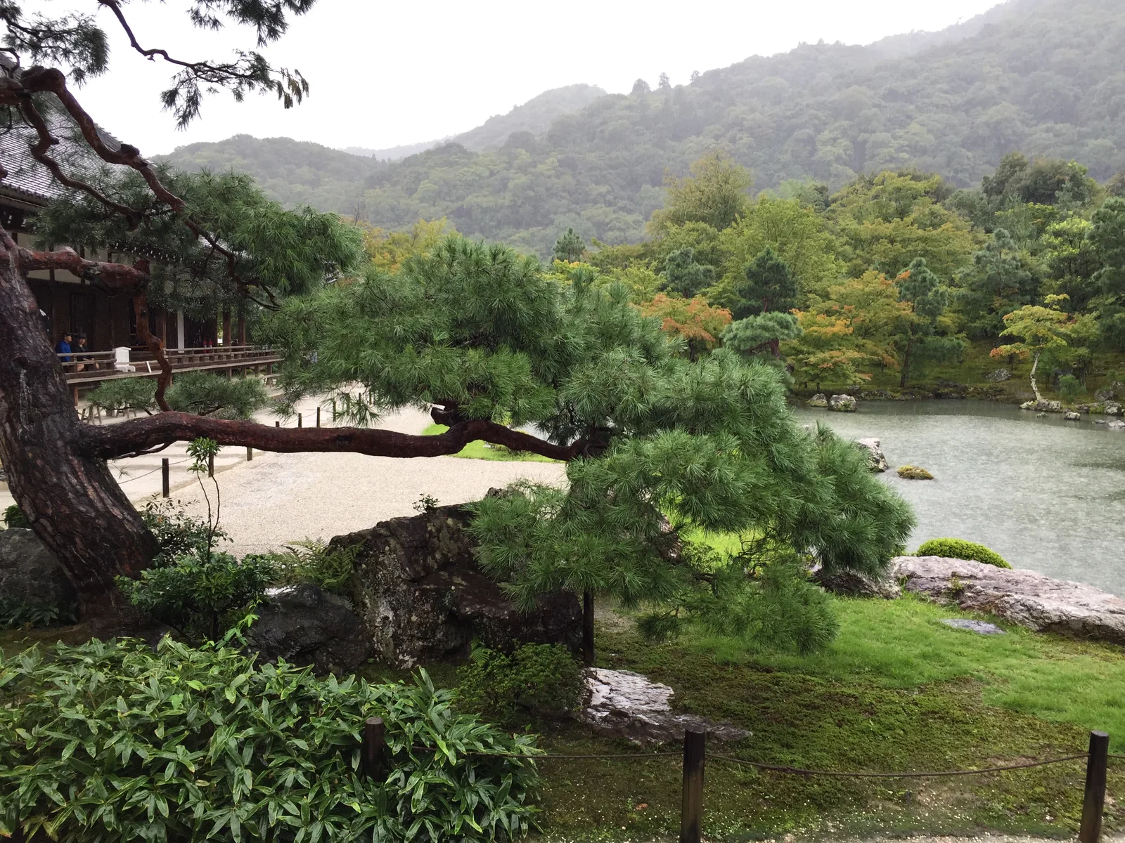 庭園的池與對岸：一株老松斜伸到水面上，對岸的石組與修剪過的灌木排成一列，後方是一整片綠得發暗的樹林，雨天的光很平