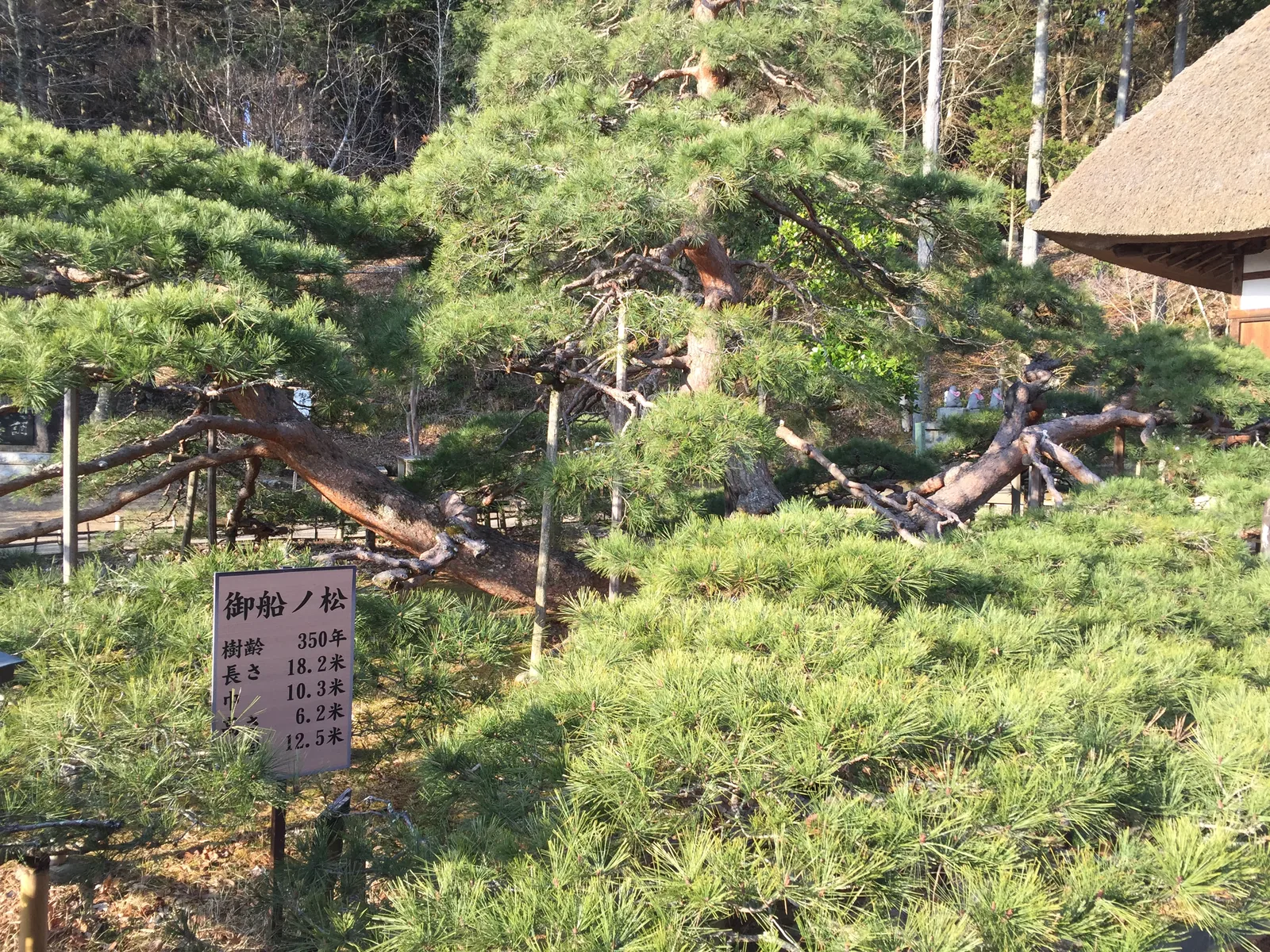 常樂寺本堂前庭西側的赤松：枝幹橫向匍匐生長，立牌上寫「御船ノ松」，下面幾行寫樹齡三百五十年、長十八點二公尺，後面幾行被松針遮住，右上角露出本堂茅葺屋頂的一角
