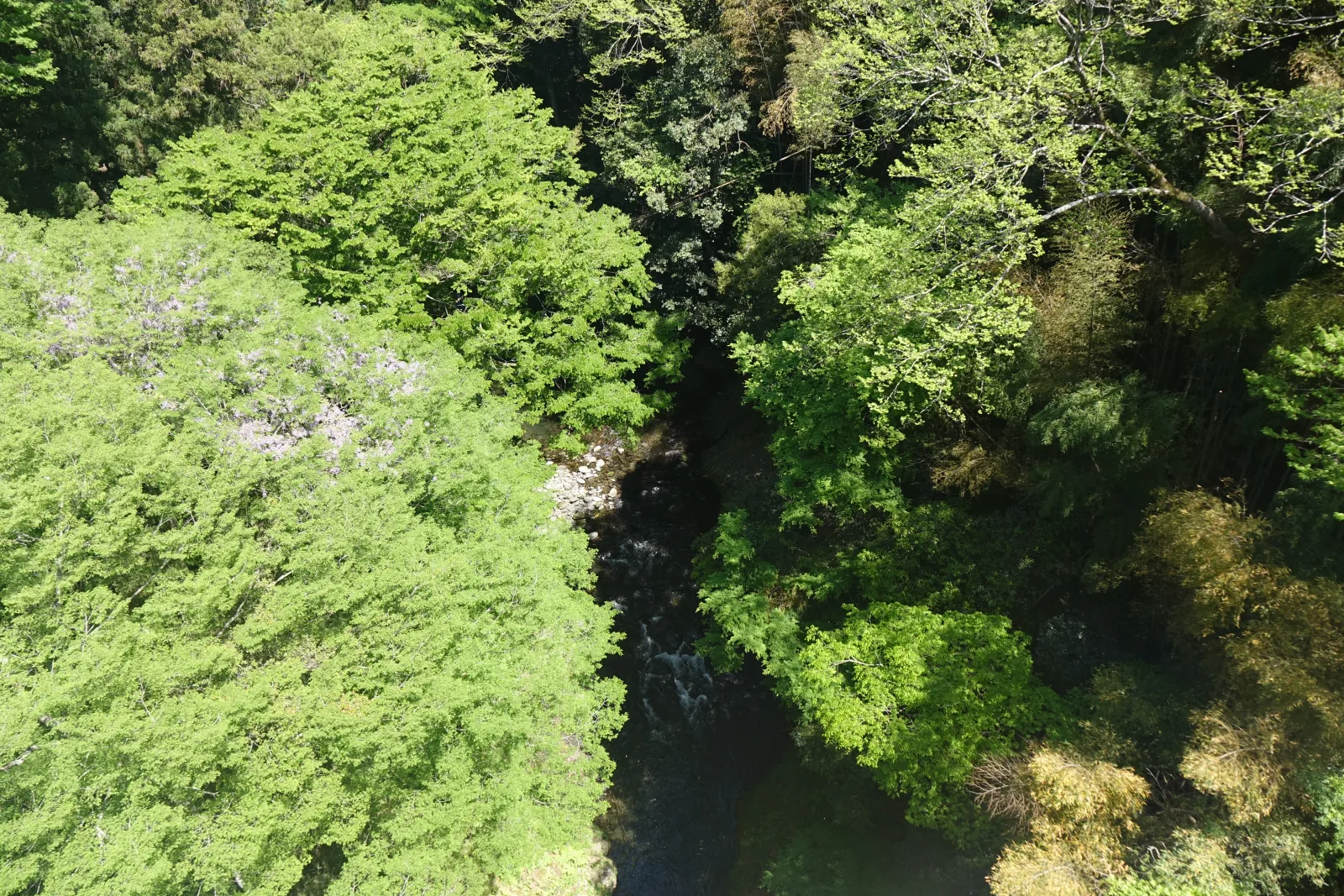 從橋上俯瞰岩戶川谷底的溪水與新綠