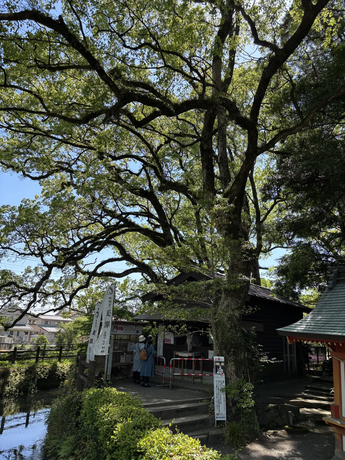 社殿全景，拜殿與本殿的屋頂層層相疊