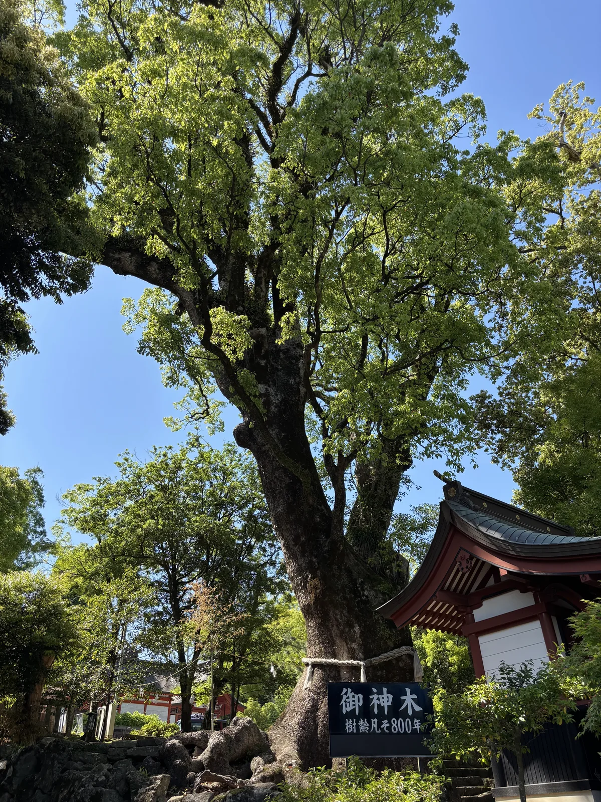 御神木巨楠根部，掛著御神木木札