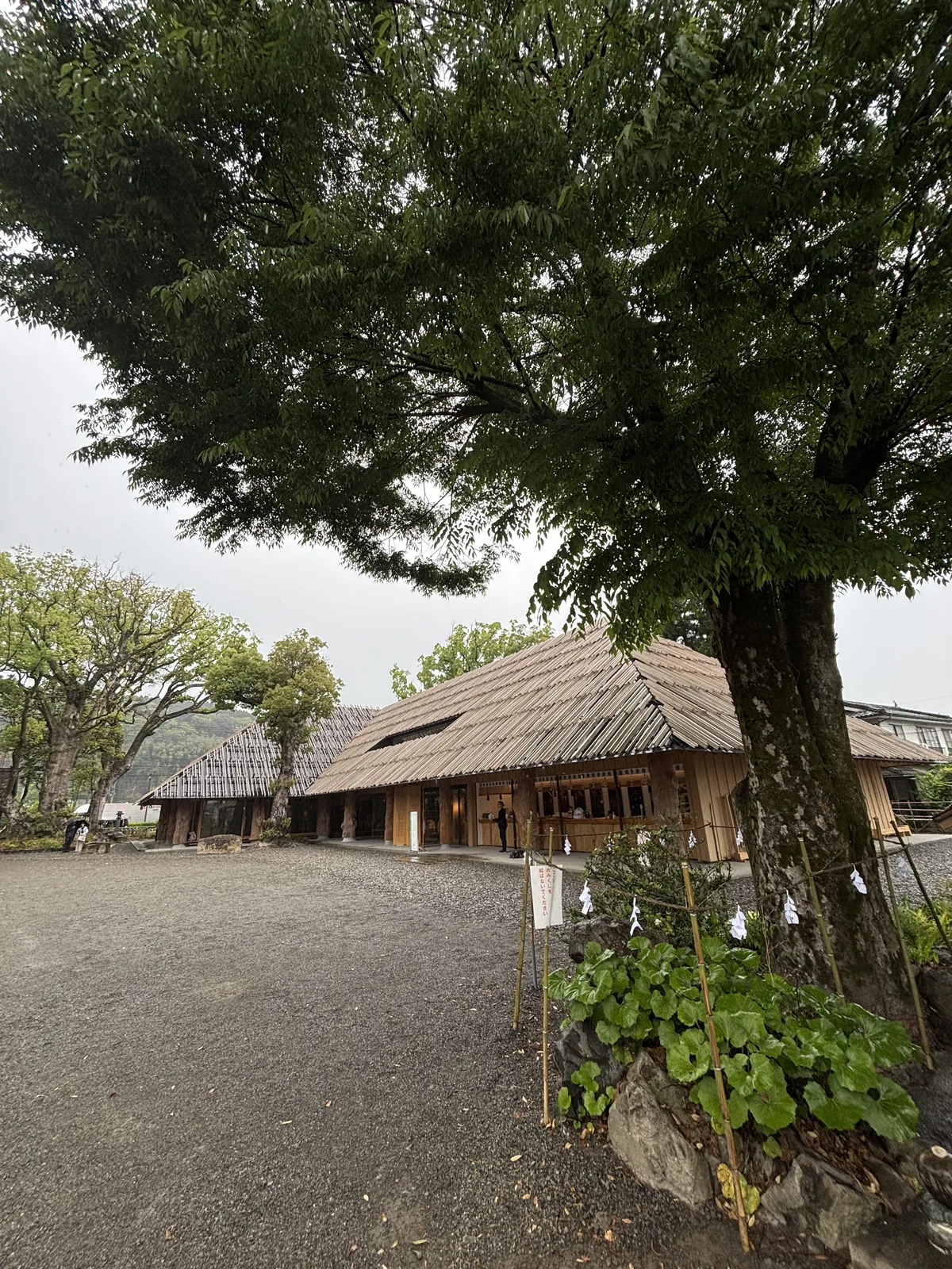 神楠的巨大樹幹與對面的紀念館