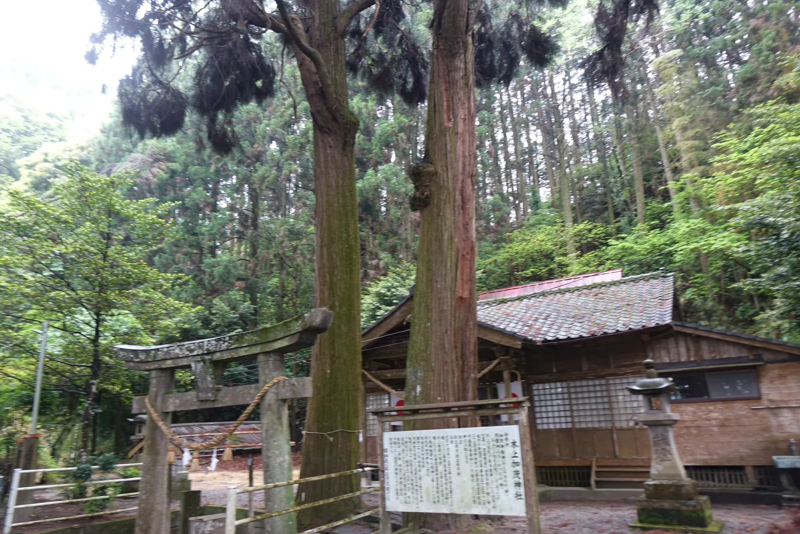 木上加茂神社的石鳥居與拜殿，兩株大杉夾在中間，右側立著白色說明板