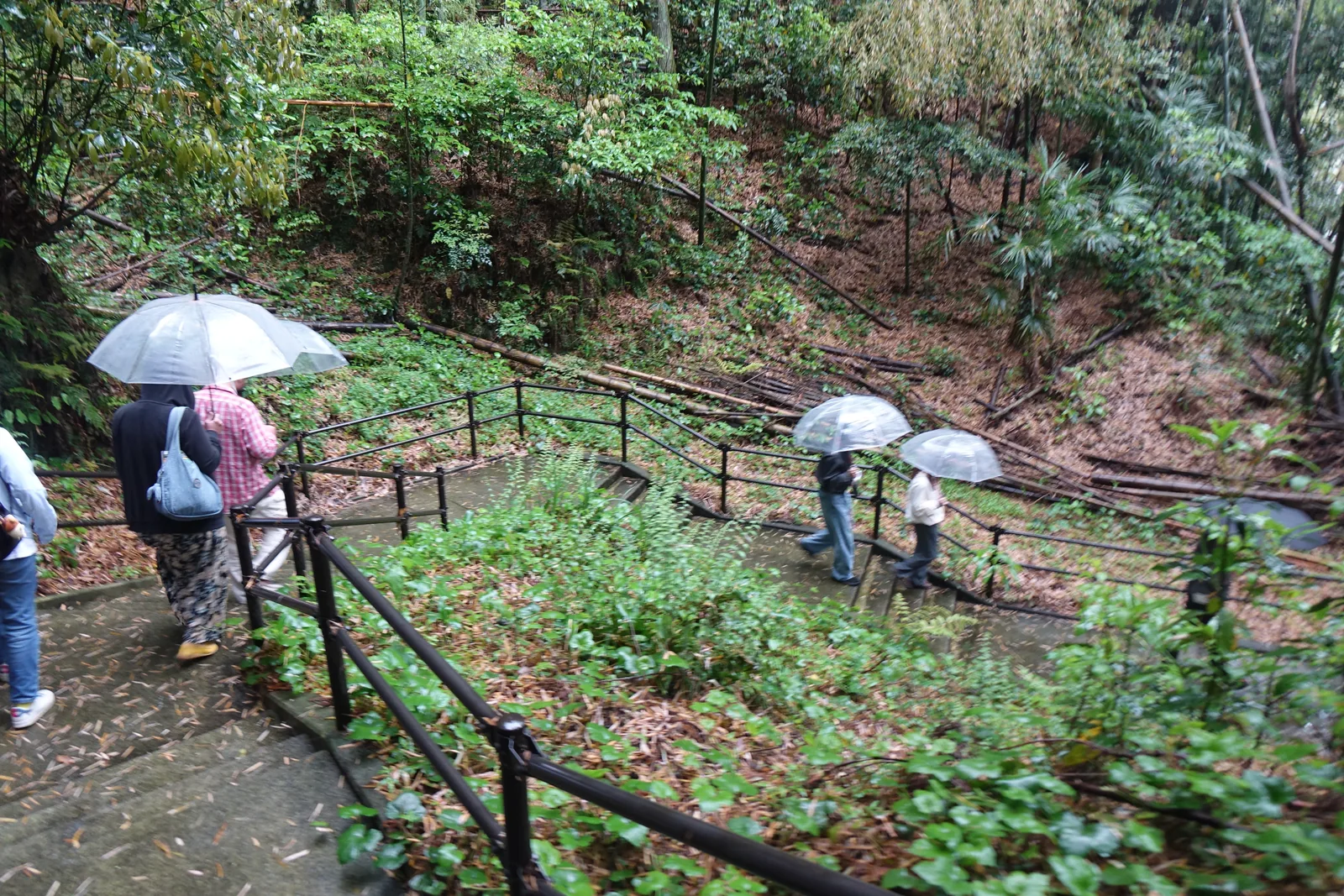 雨中的石階步道，一行人撐傘沿著護欄往下走，坡面是竹與雜木