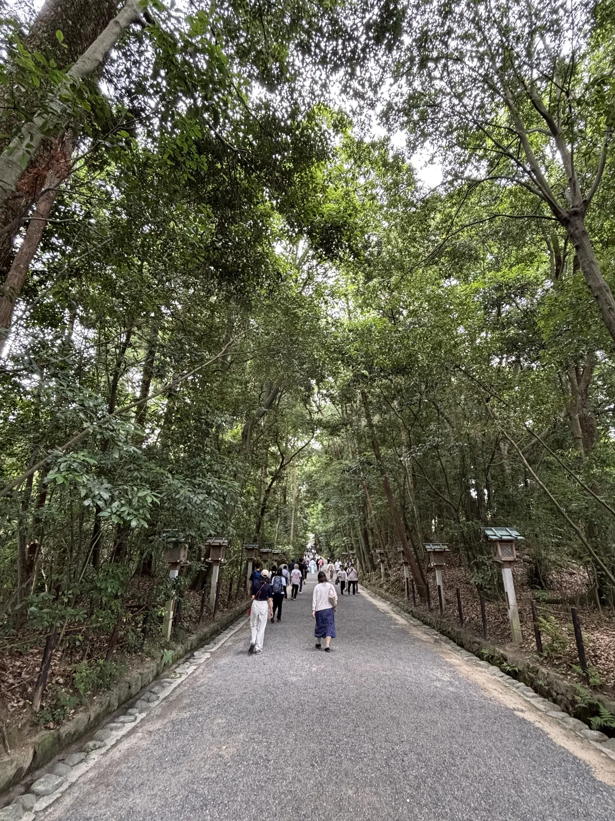 大神神社的玉砂利參道，兩側是高大的照葉樹與杉，路往前延伸看不到盡頭