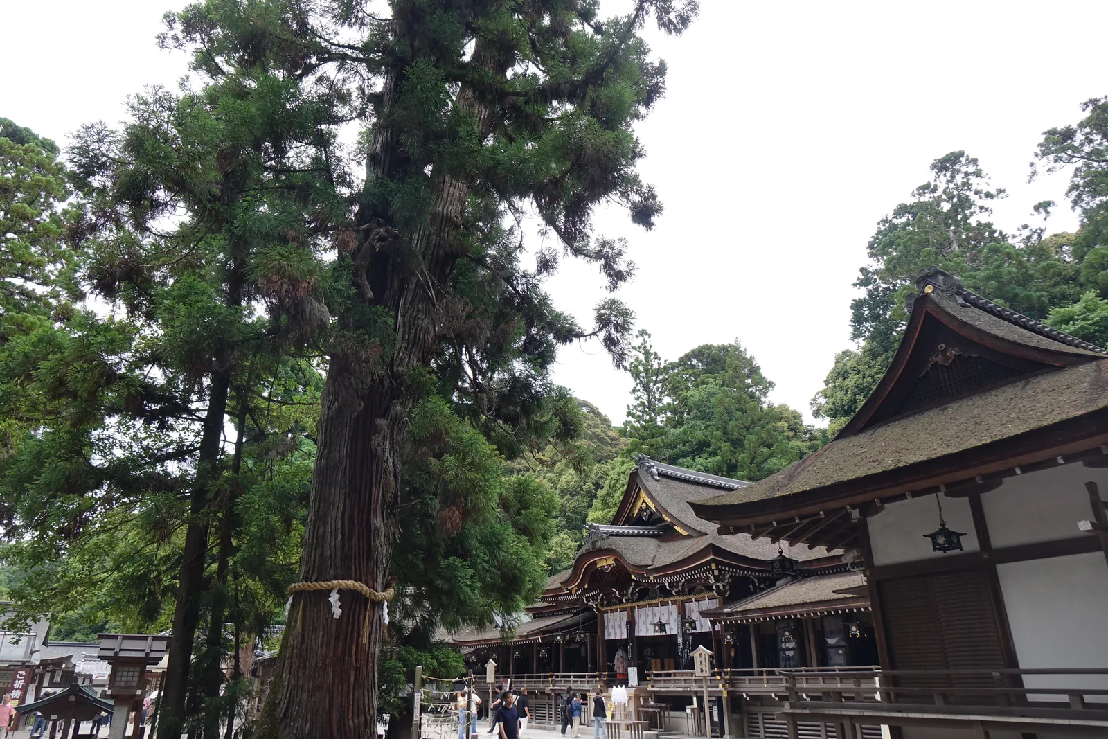 大神神社的巳の神杉，樹幹纏著注連繩的大杉立在前庭邊，右後方是拜殿的檜皮葺屋頂
