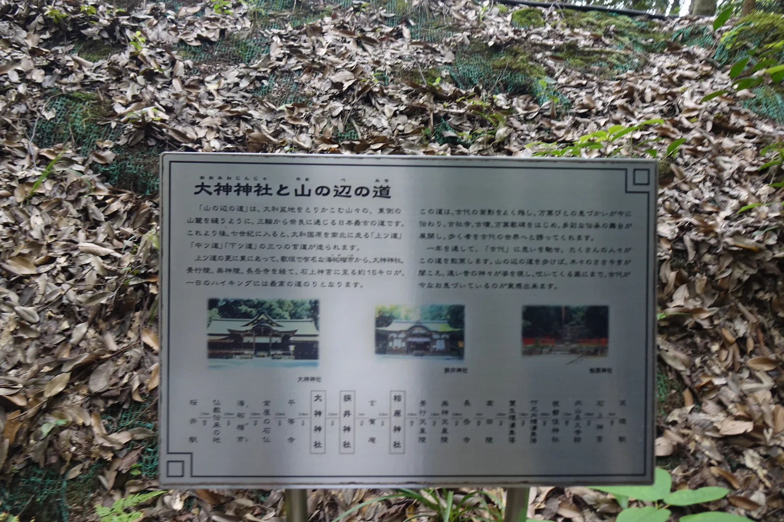 〈大神神社と山の辺の道〉的金屬說明板，立在落葉堆積的斜坡前，板上有三張社寺照片與一排距離節點圖