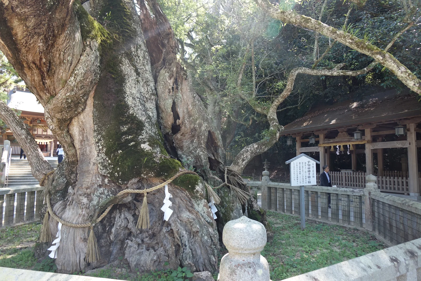 大山祇神社的乎知命御手植の楠，主幹已經中空、樹皮向外翻捲，靠支柱與圍欄撐著，枝幹橫伸出去蓋住半個境內