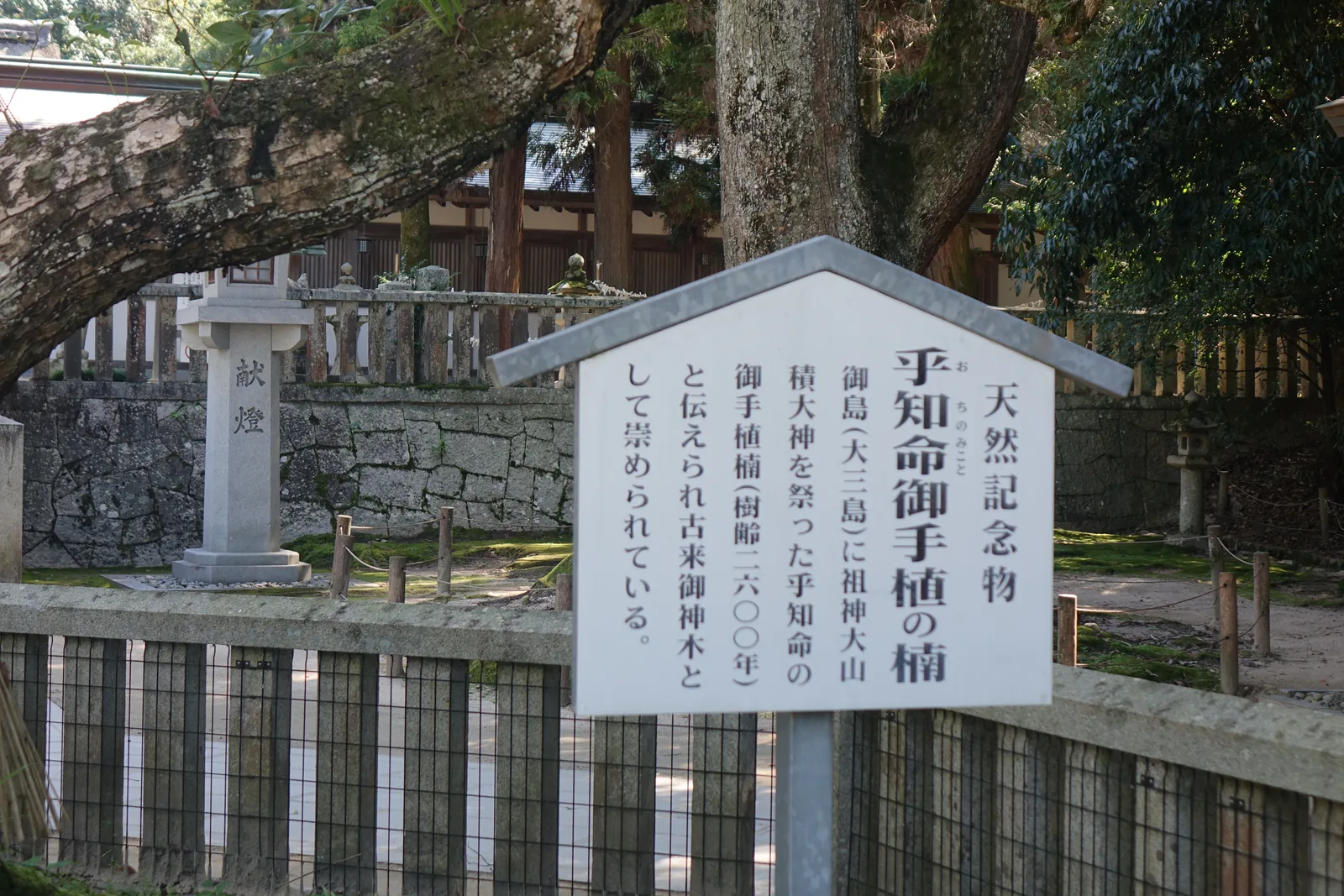 天然記念物「乎知命御手植の楠」的立牌，記樹齡二六〇〇年，據傳是勸請大山積大神的乎知命親手所植