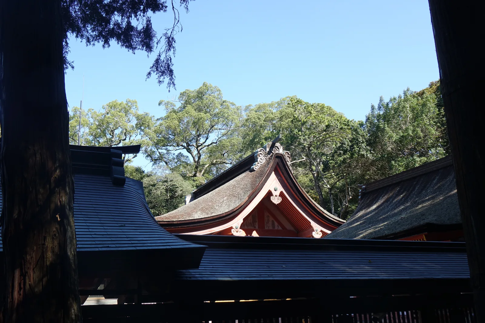 從側面看大山祇神社的社殿群，檜皮葺的曲面與朱漆的木構疊成一排，屋脊上的千木與鰹木在楠木枝葉之間露出來