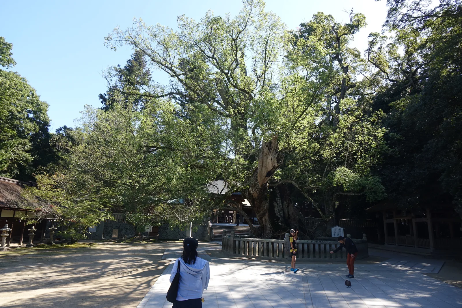 大山祇神社境內成群的楠木，社殿被壓在樹冠底下，沒有高台也沒有長石段