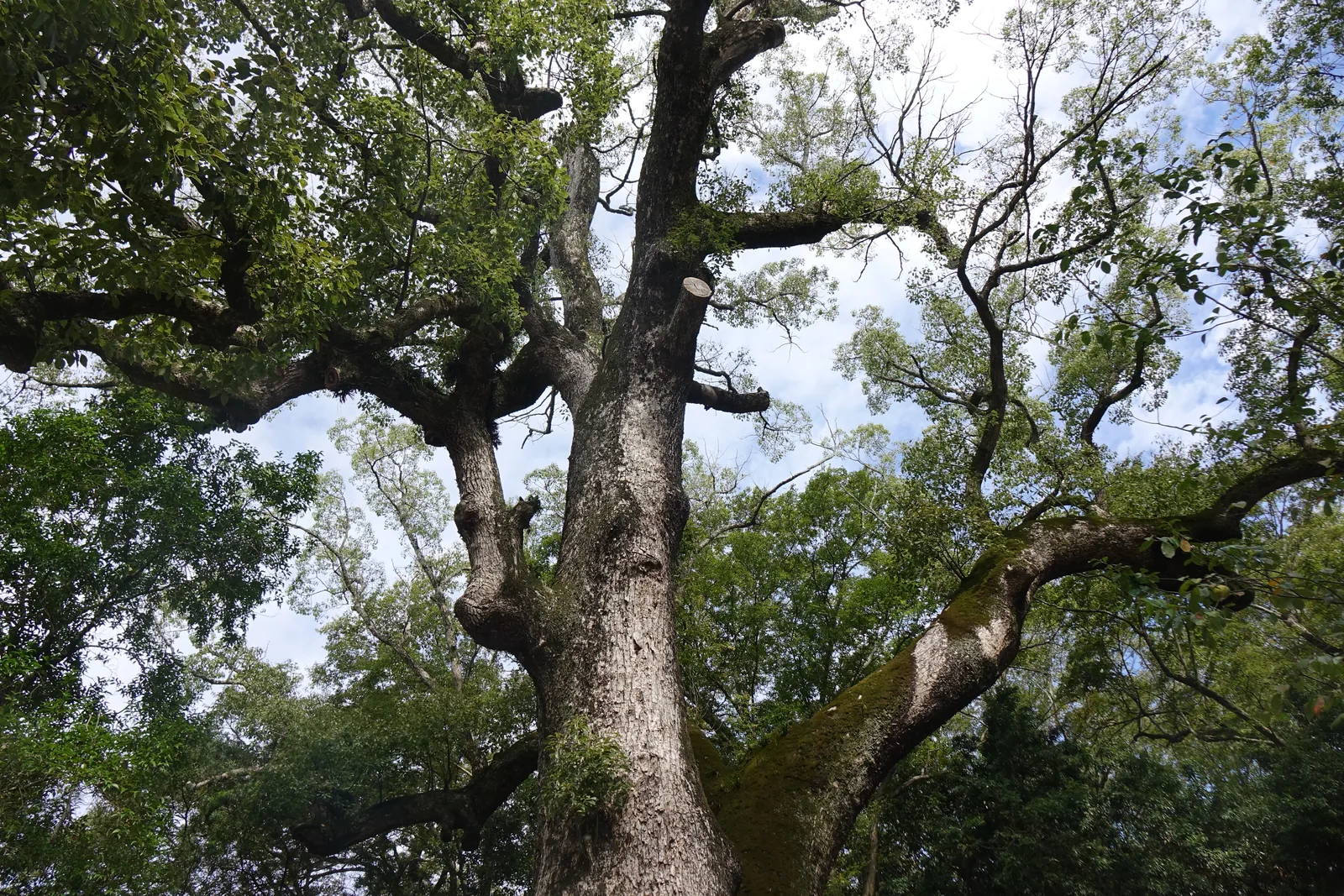 伊弉諾神宮的夫婦大楠，樹幹在離地兩公尺多的地方分成兩支，樹冠張得極開