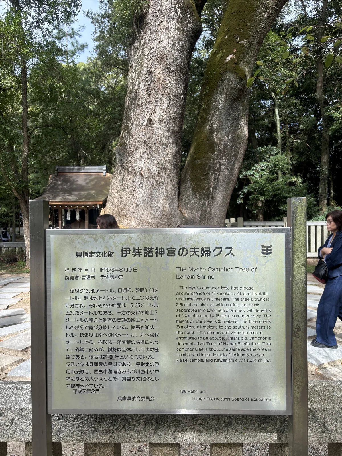 兵庫縣指定文化財的金屬說明板，標題寫「伊弉諾神宮の夫婦クス」