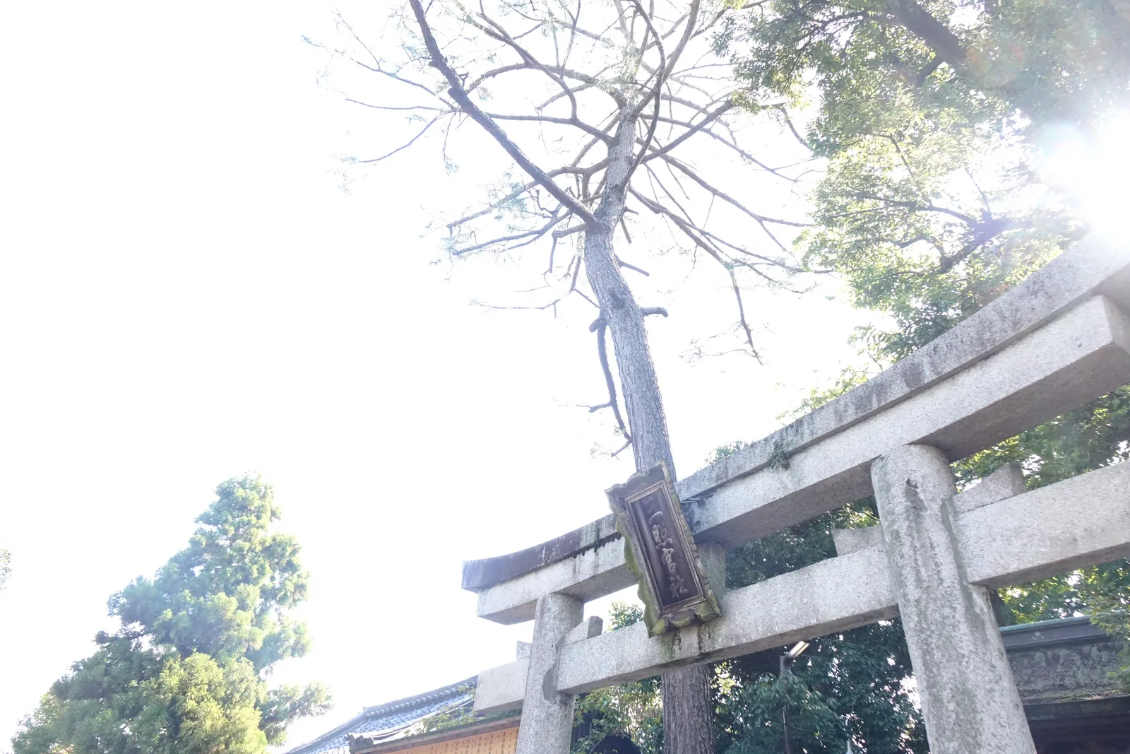 從正下方仰看城南宮的石造鳥居與扁額，背景是樹與天空